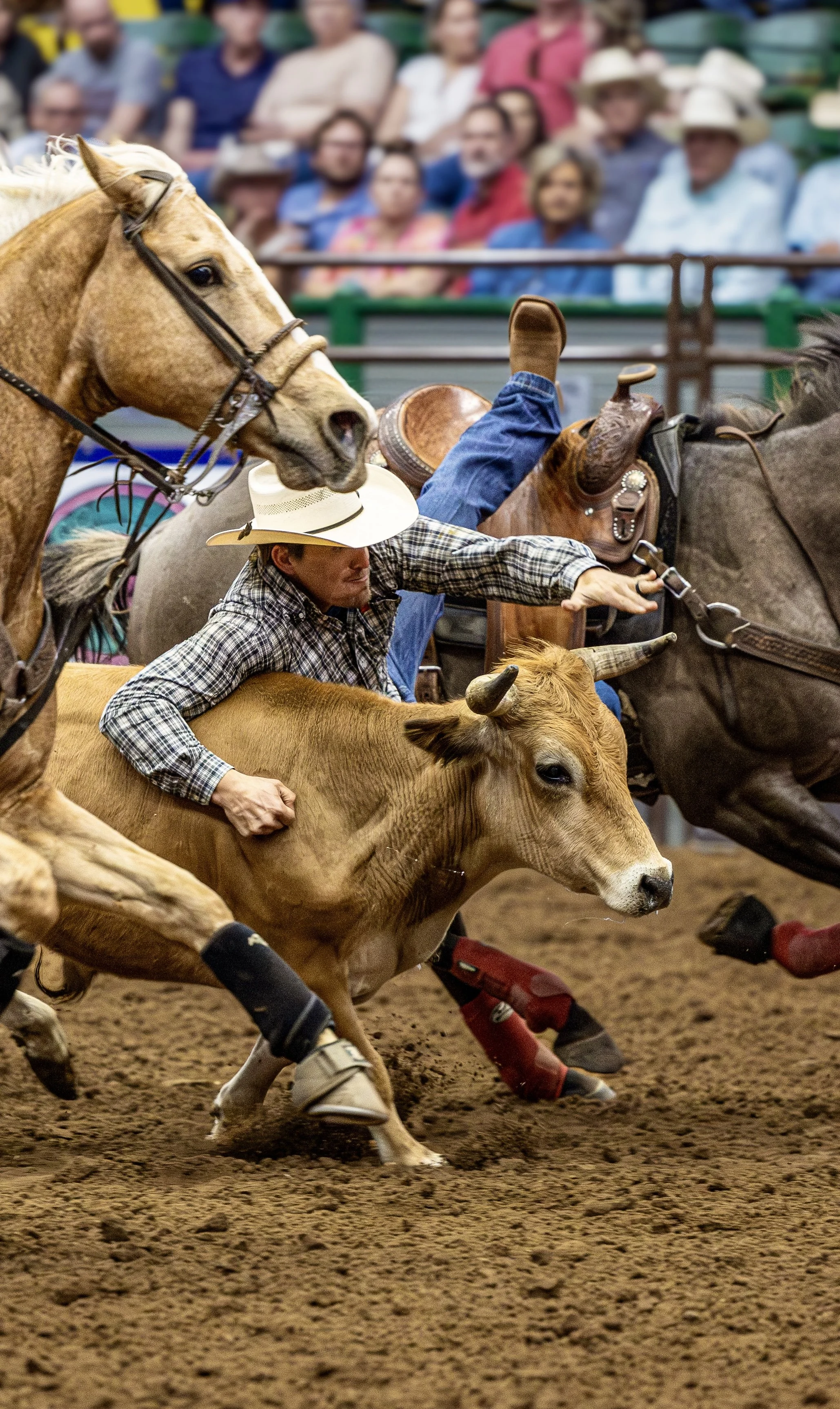 A cowboy riding a brown calf and a rider on a gray horse, competing in a rodeo event with a crowd of spectators watching.