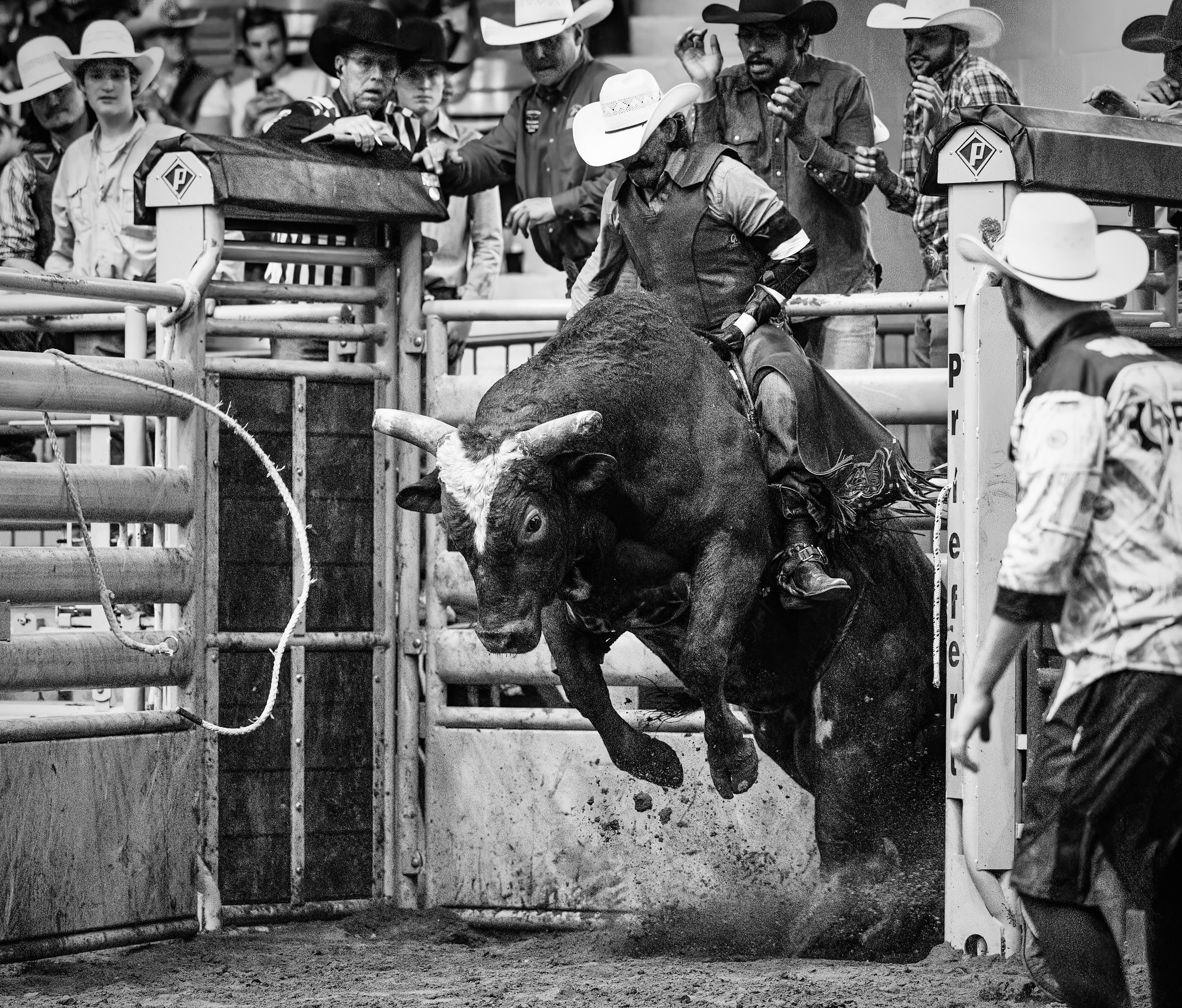 Black and white photograph of a rodeo scene where a bull has fallen on the ground and a cowboy on horseback is attempting to get it up, with a group of people in cowboy hats around them.