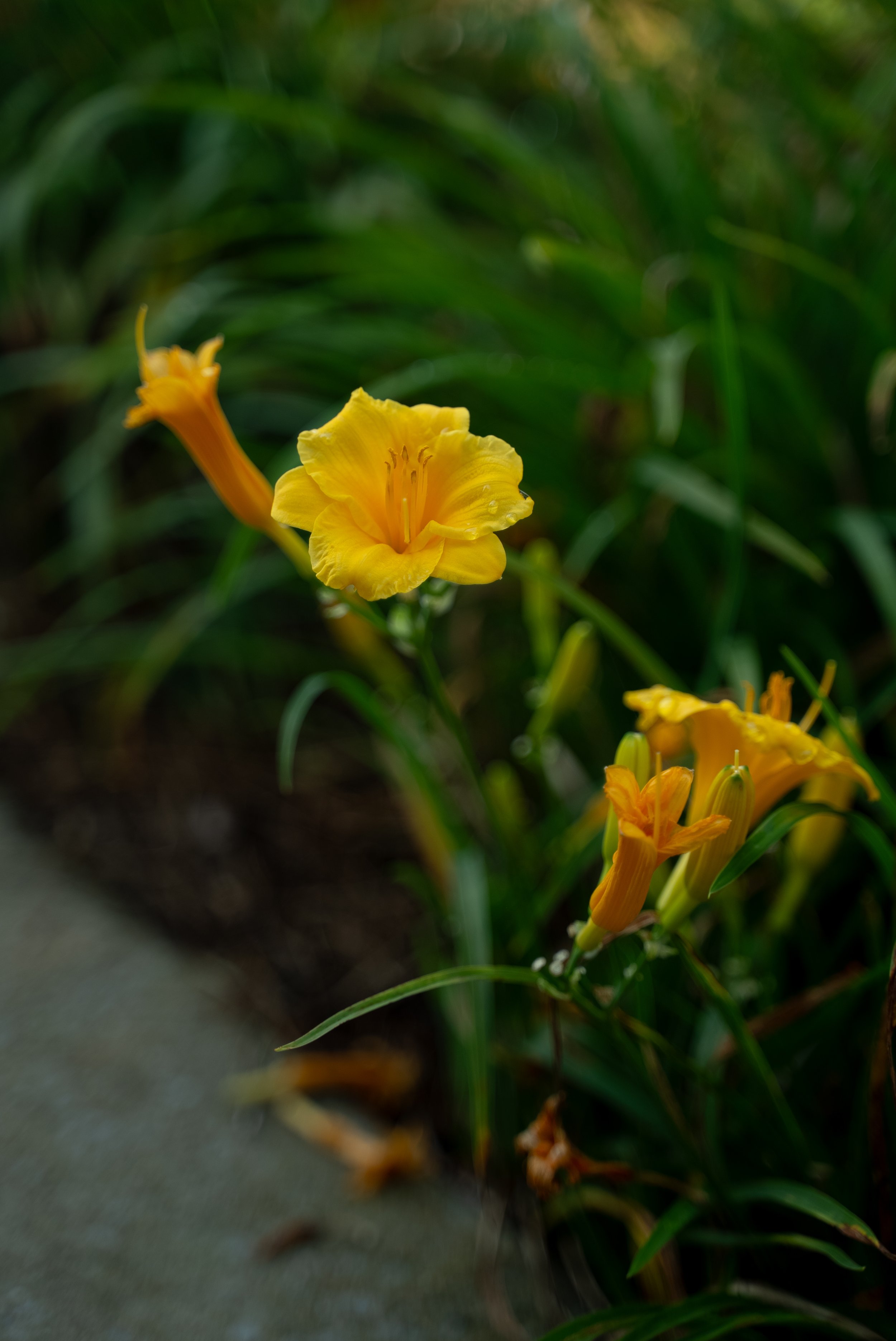 DSC09715.jpg