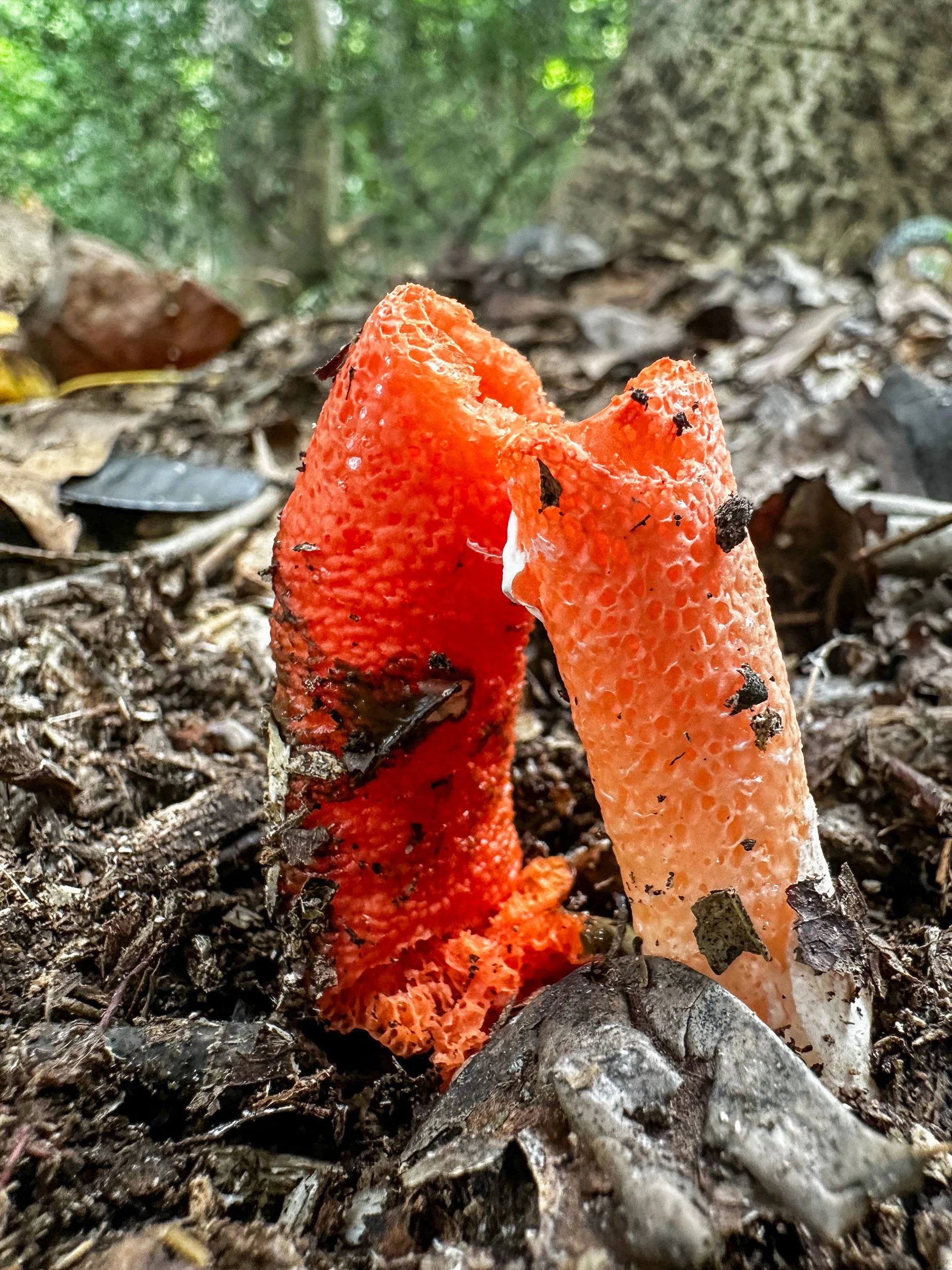 mushrooms-47.jpg