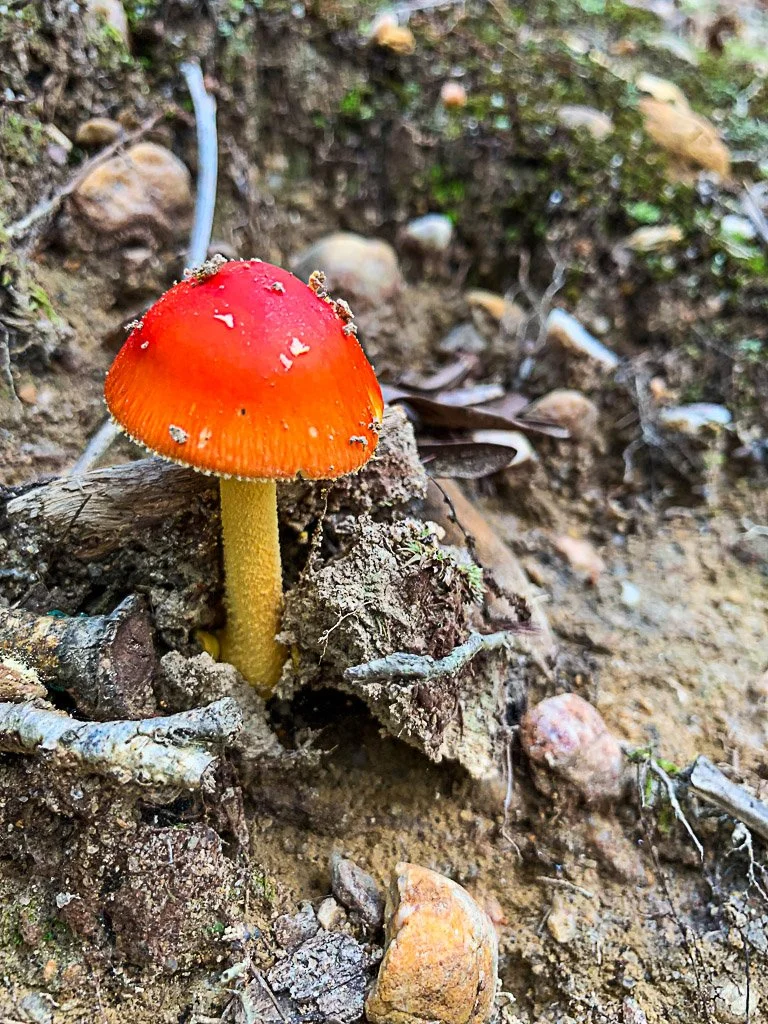 mushrooms-25.jpg