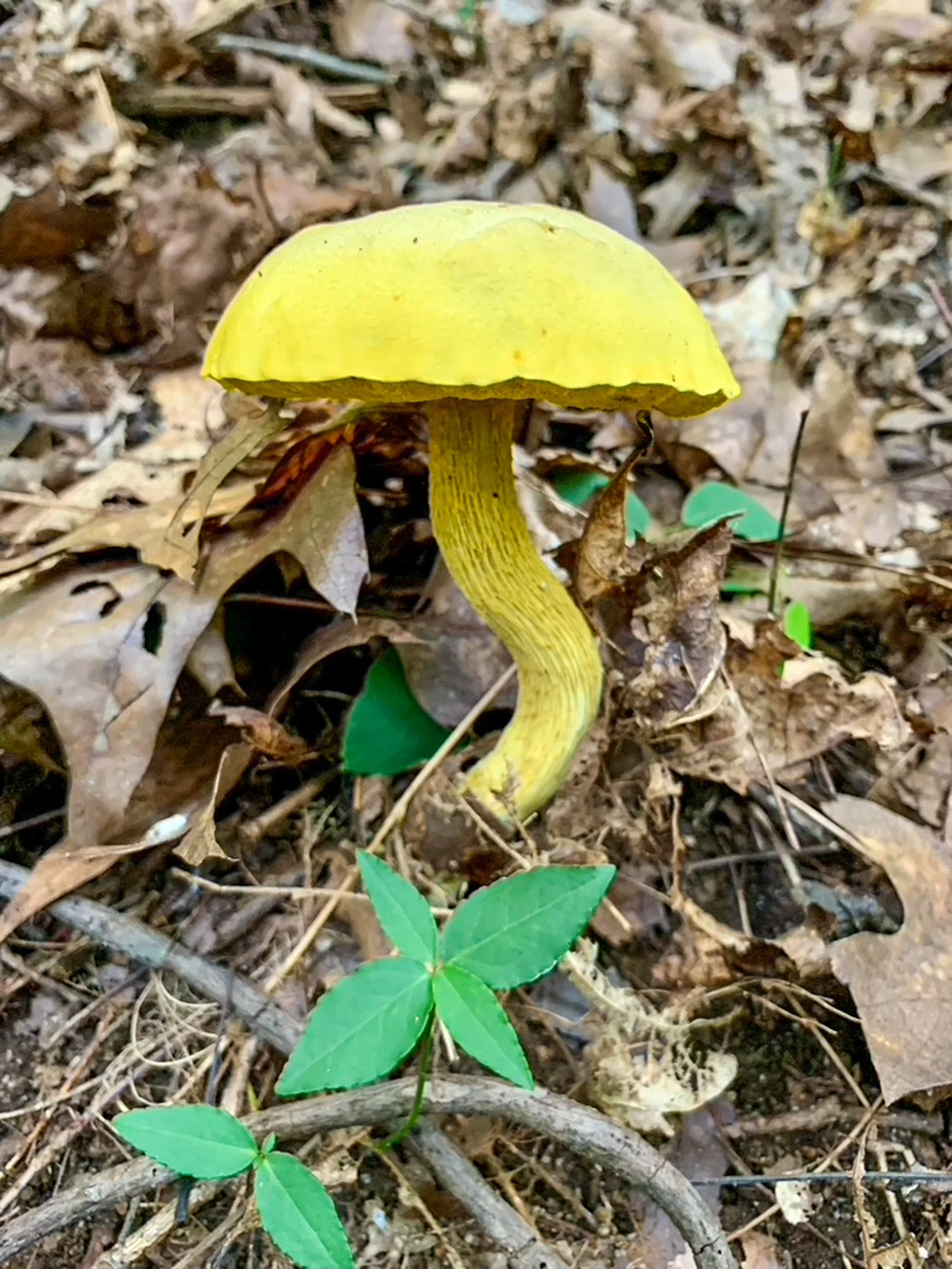 mushrooms-37.jpg
