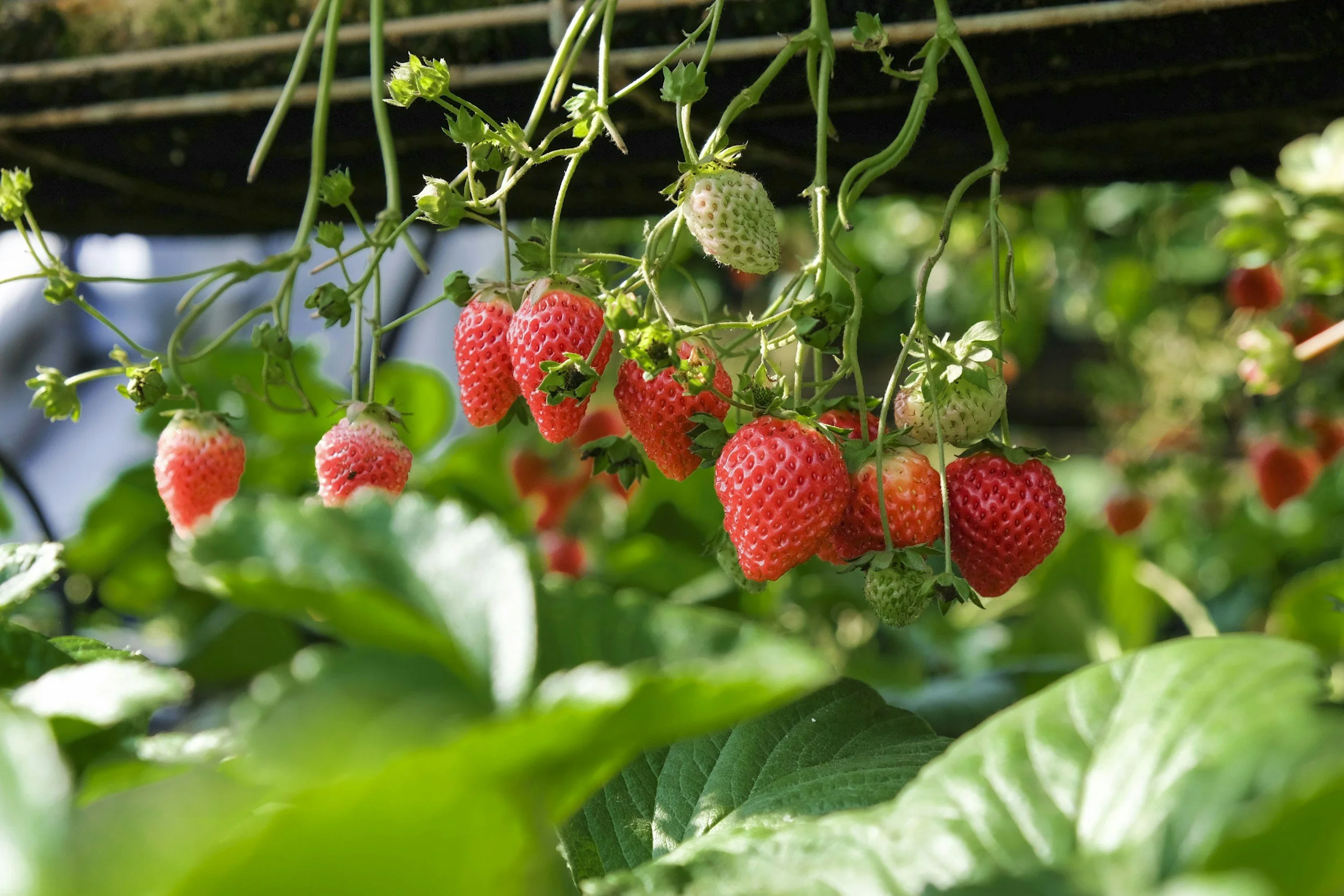 To sell a strawberry, build trust locally, then sell internationally