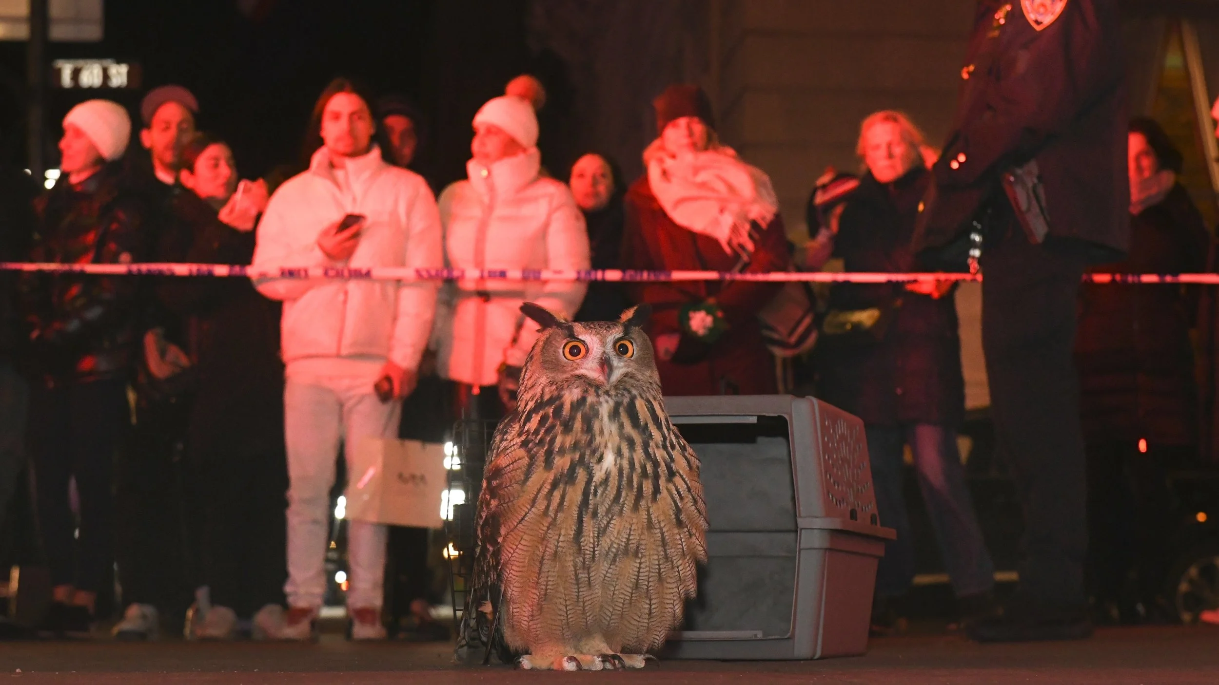 An owl perched on a box at night, with a group of people behind a marked barricade, some wearing warm clothing and hats, illuminated by reddish lighting. Flaco the owl documentary.