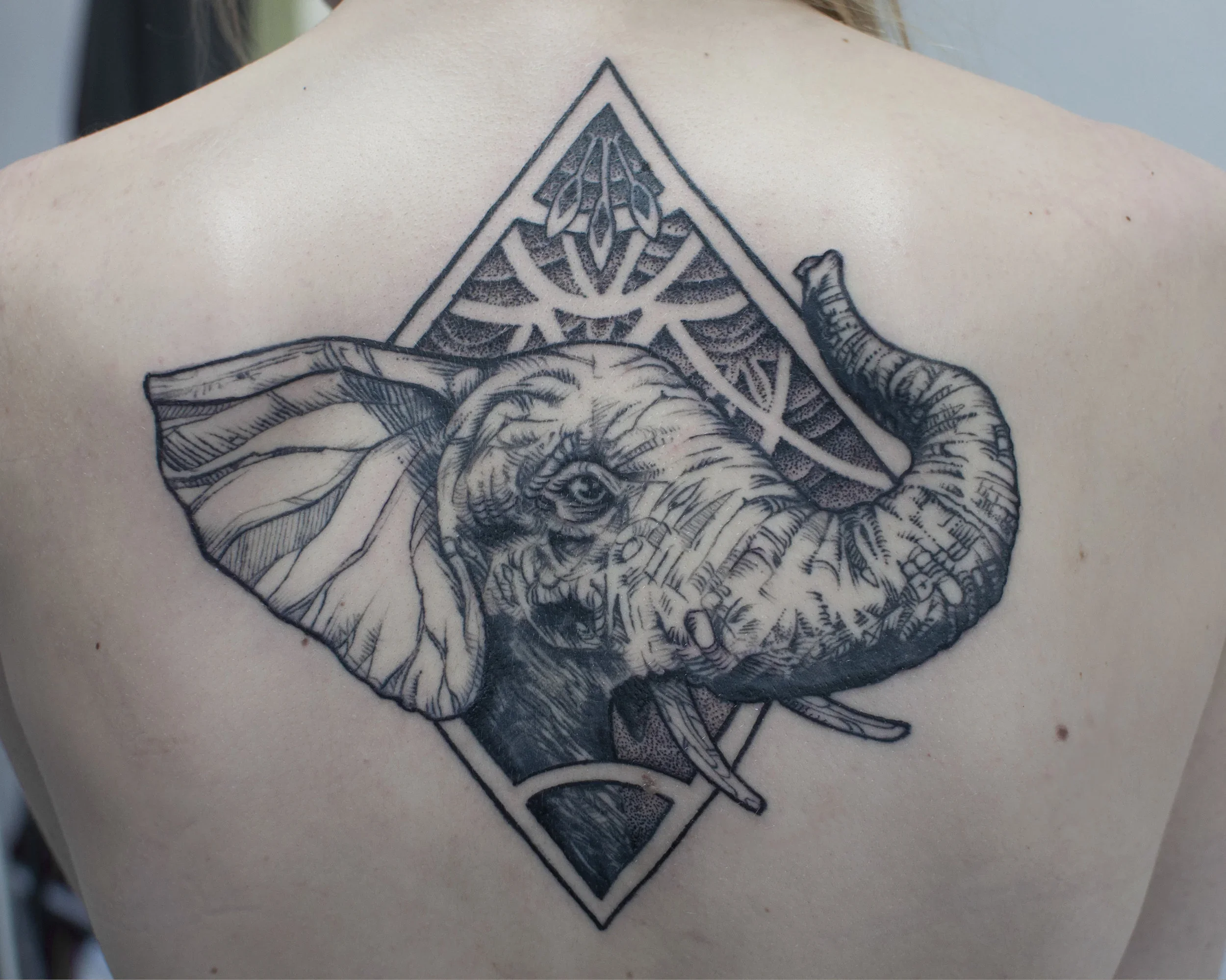 8x10jason_elephant.webp