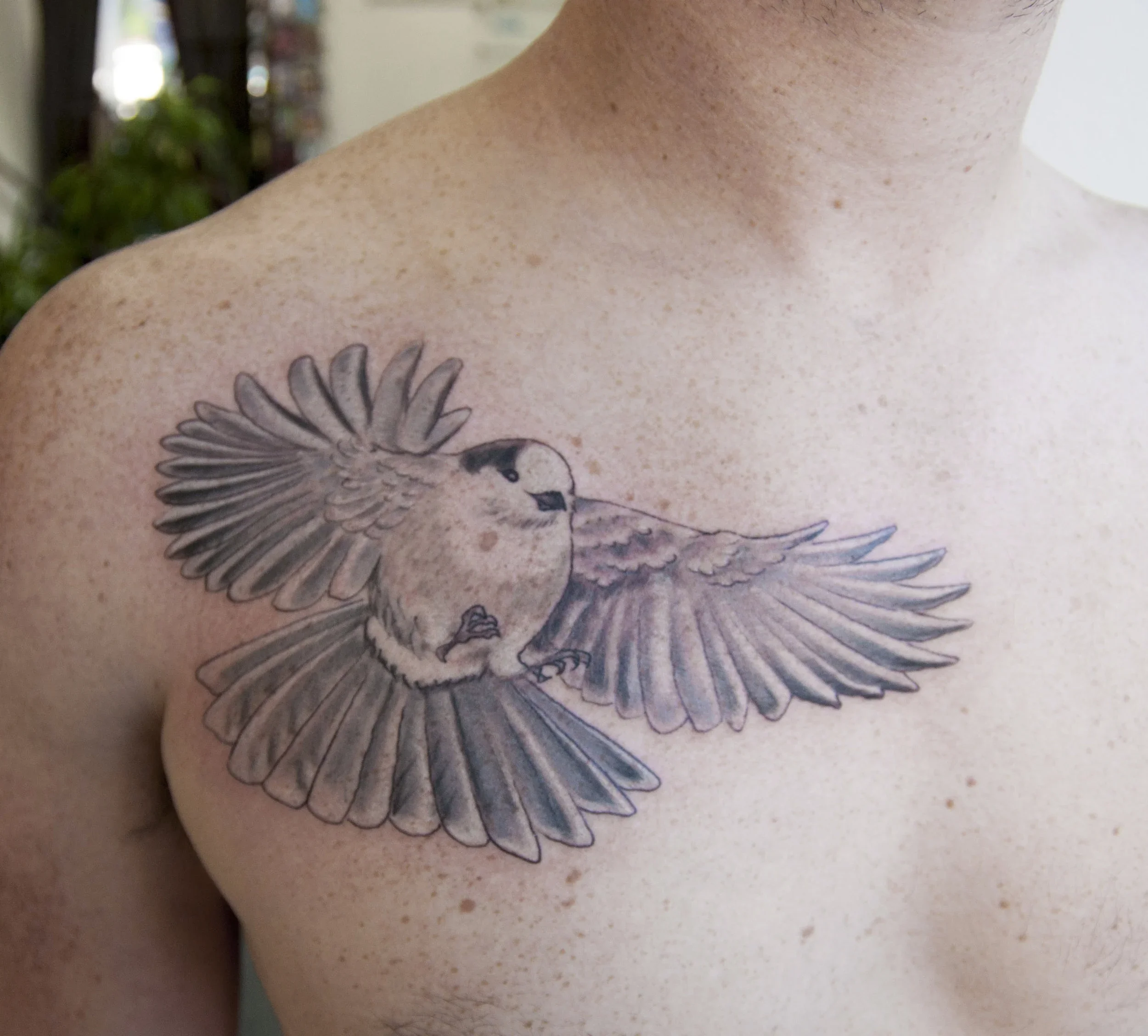 george_greyscalebird+copy.webp