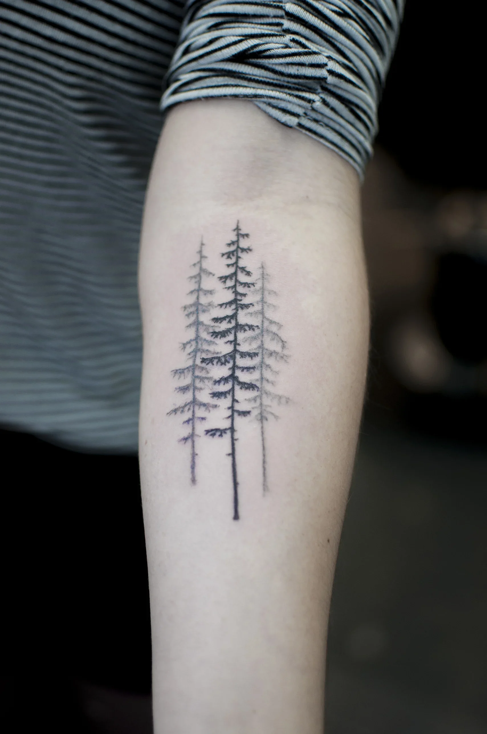 george_threeconifers_online.webp