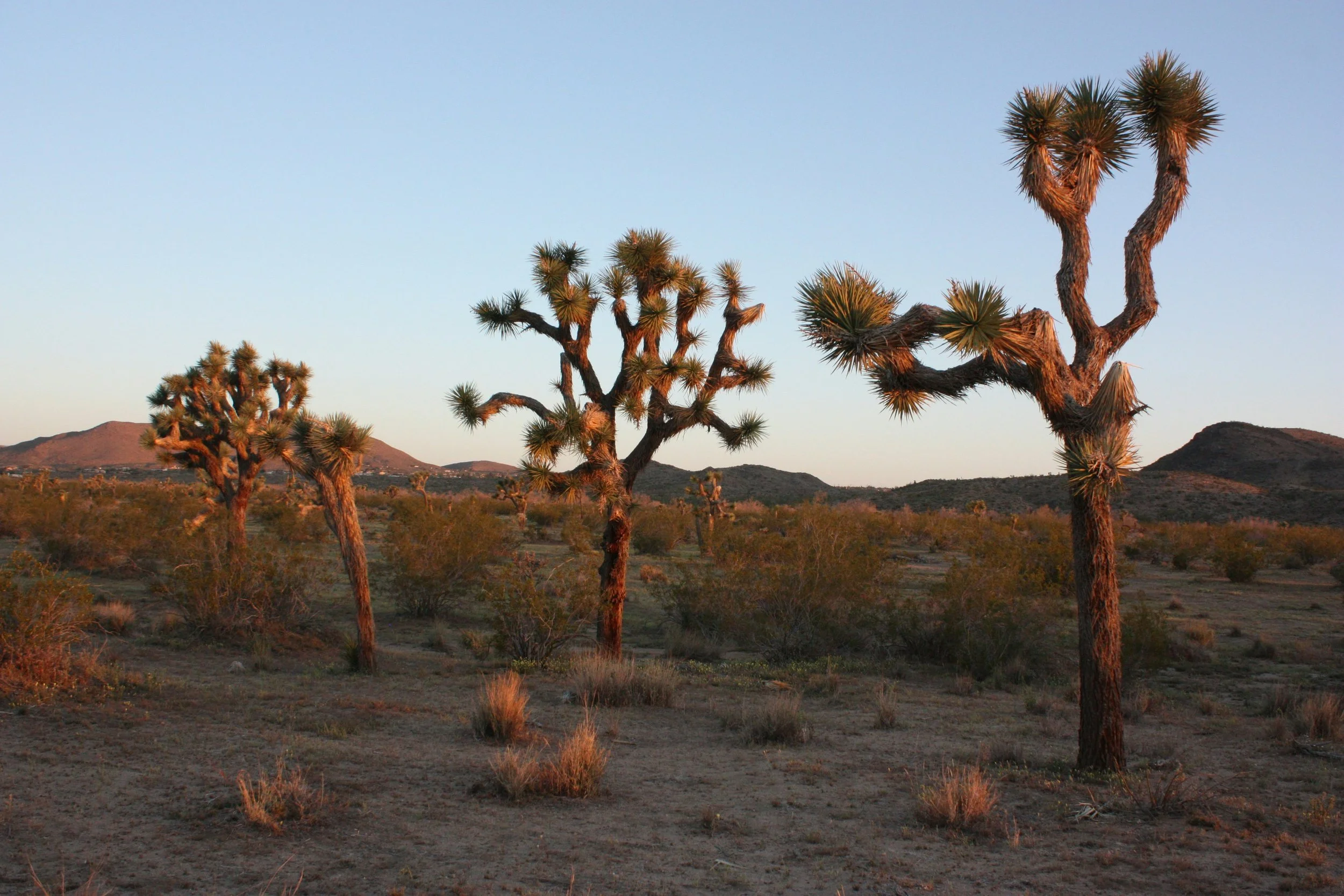 Therapy Los Angeles - desert landscape at sunset with Joshua trees, low shrubs, and distant hills under a clear sky.