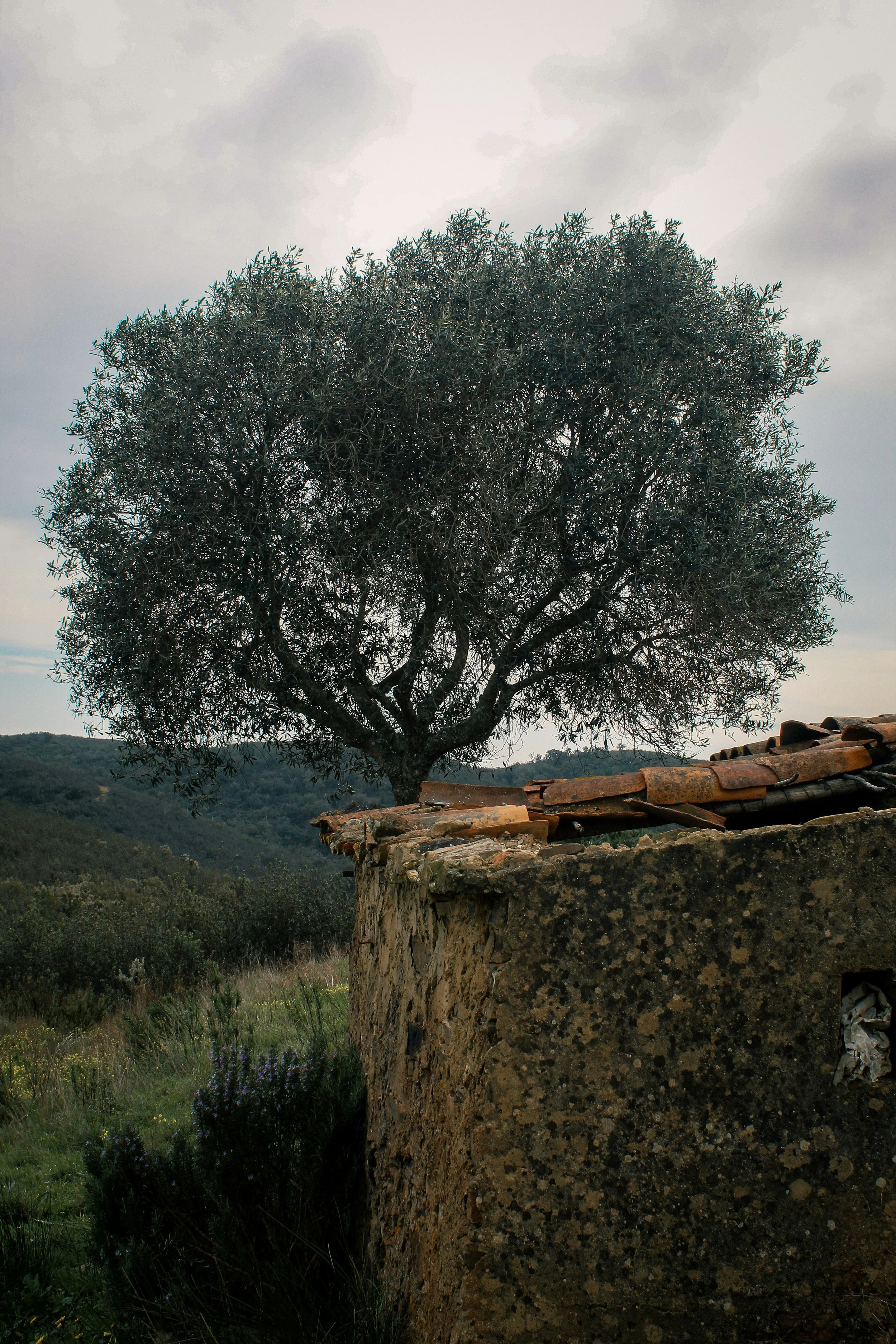 Therapy Los Angeles - A solitary tree with dark green leaves stands behind an old stone and brick wall, overlooking rolling hills and an overcast sky.