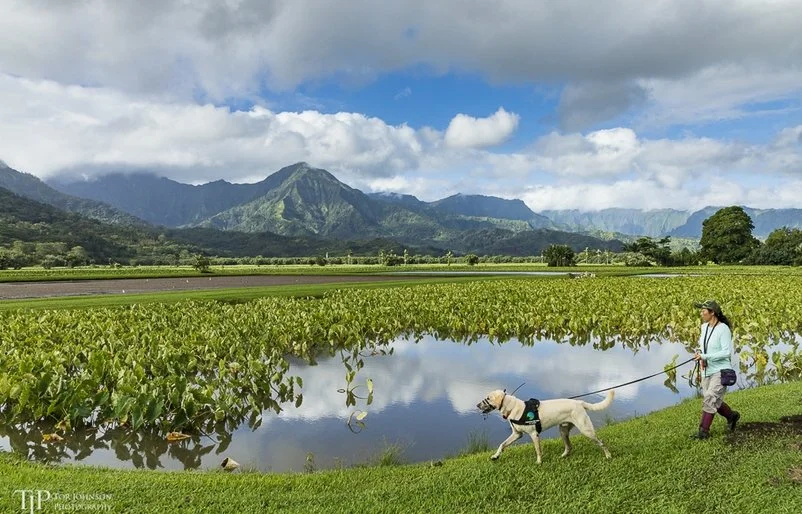 Conservation Dogs of Hawaiʻi founder Kyoko Johnson walks with scent-detection dog Solo along the edge of a taro field at Hanalei National Wildlife Refuge on Kauaʻi, with dramatic mountain ridgelines visible in the background.
