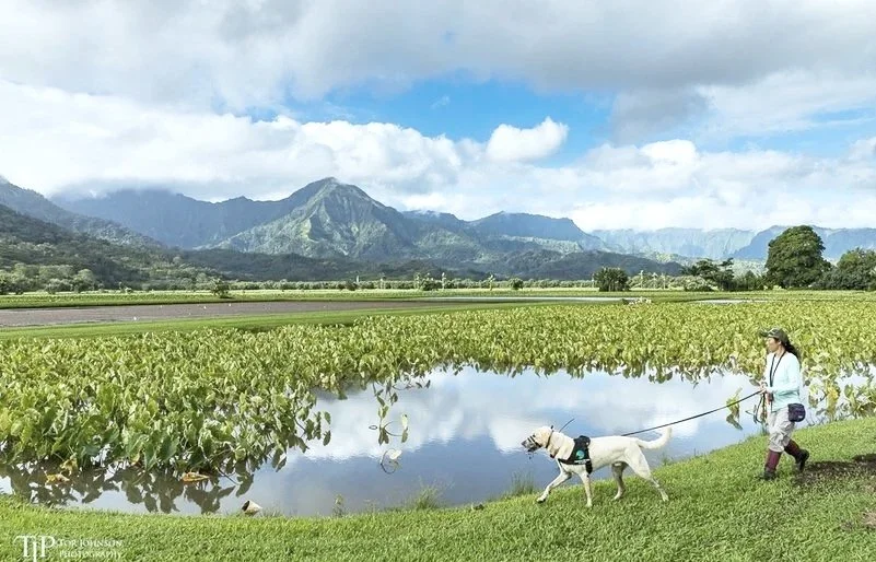 Conservation Dogs of Hawaiʻi - A Bird’s Best Friend, too?