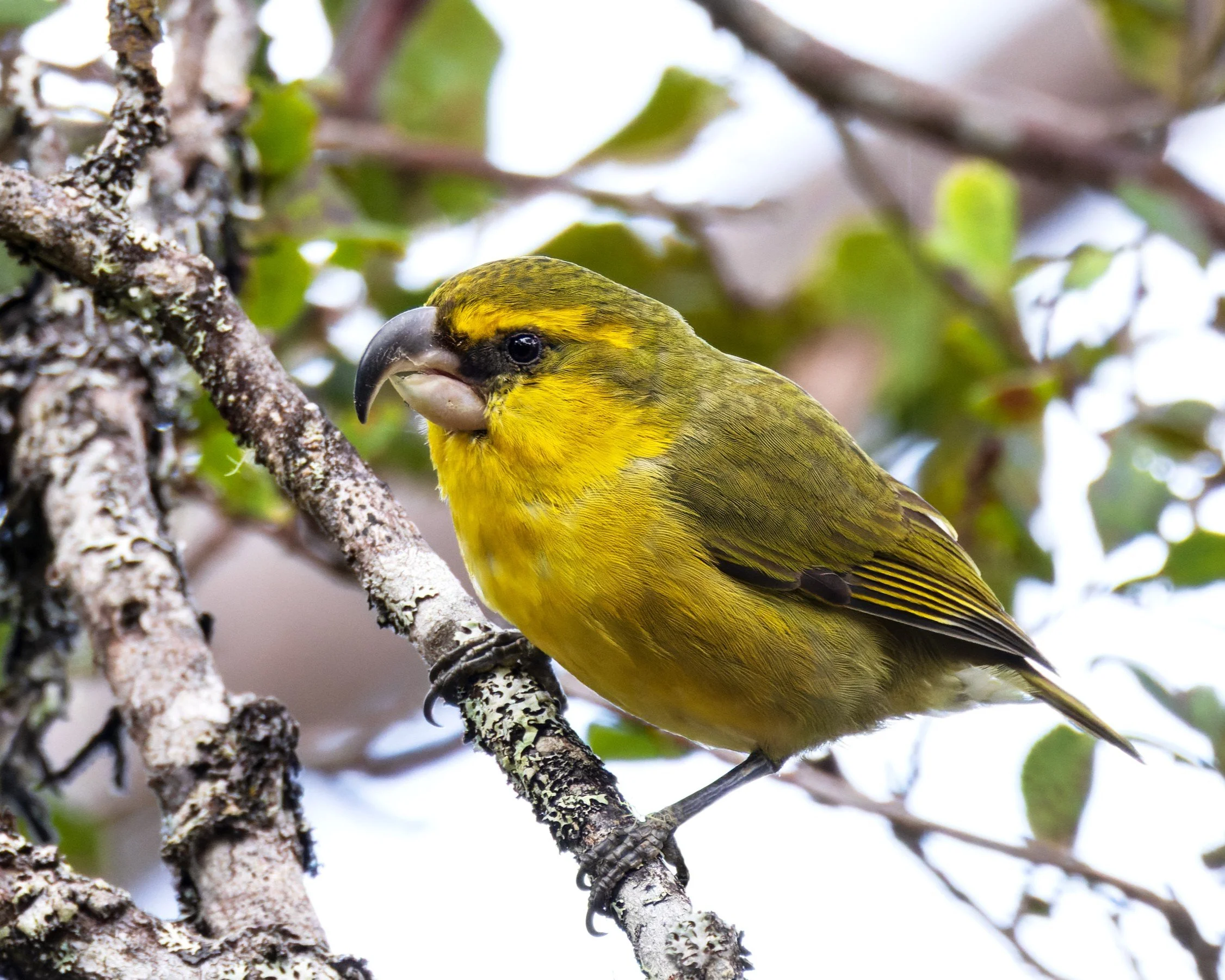 A kiwikiu, or Maui Parrotbill (Pseudonestor xanthophrys), perched on a branch in a high-elevation forest on Maui.