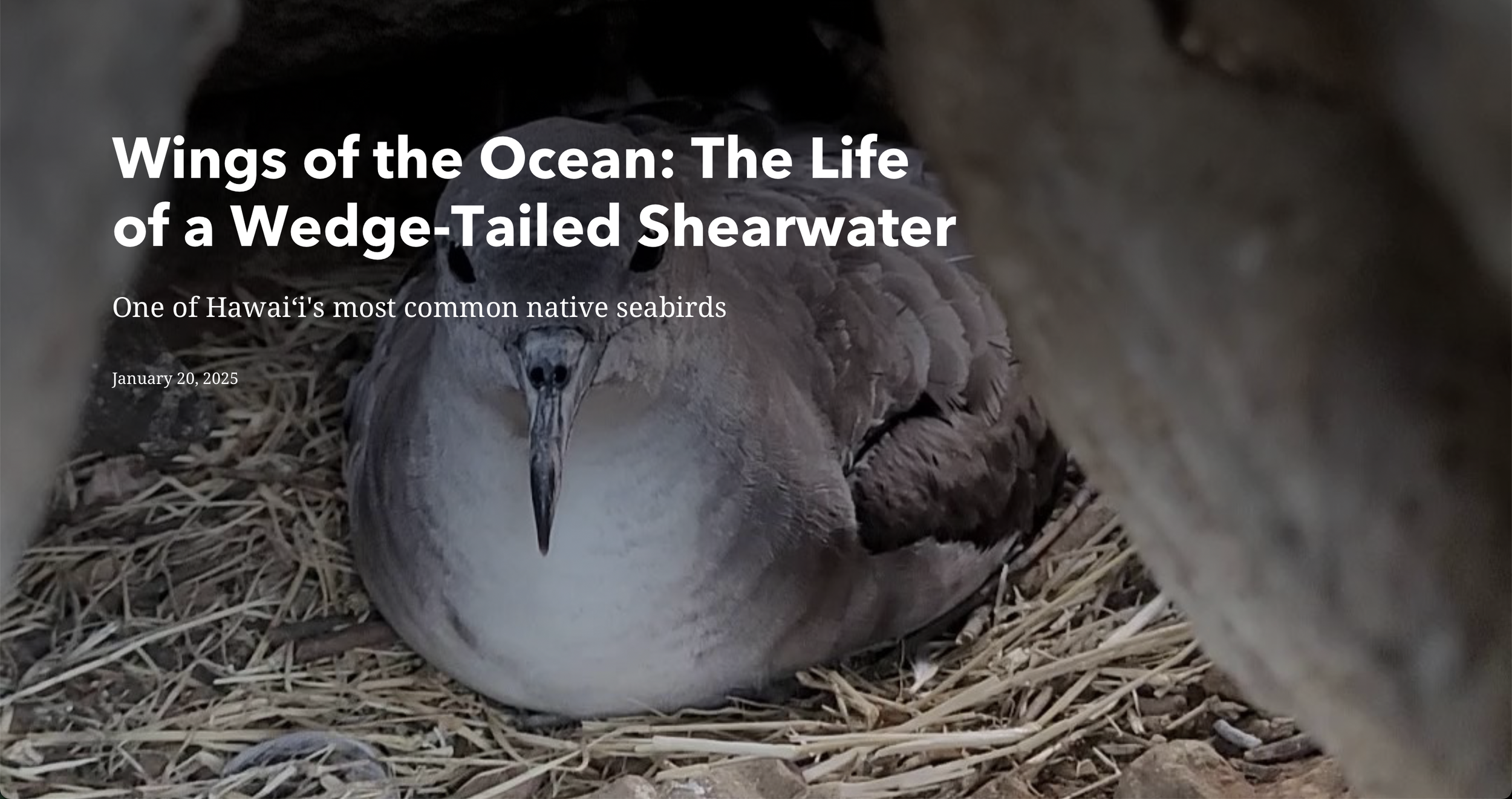 Screenshot of the ArcGIS StoryMap webpage titled "Wings of the Ocean: The Life of a Wedge-Tailed Shearwater," created by WPI students about one of Hawaiʻi's most common native seabirds.