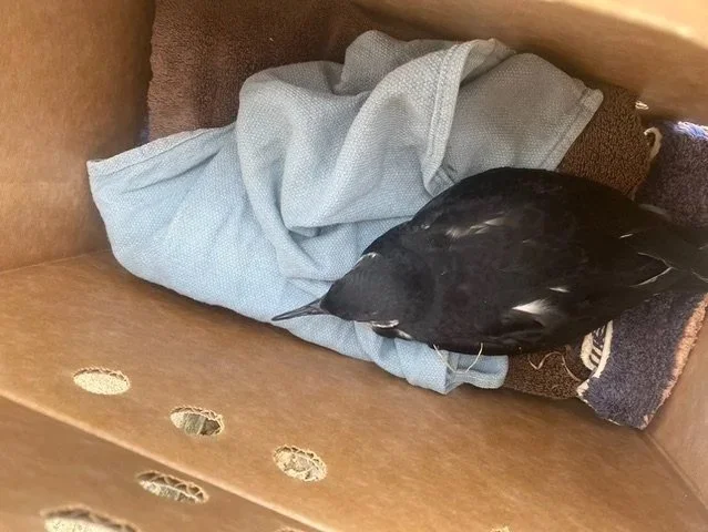 A rescued Newell's Shearwater rests wrapped in a towel inside a transport box on its way to a rehabilitation center on Kauaʻi, following detection by a Conservation Dogs of Hawaiʻi scent-detection dog.