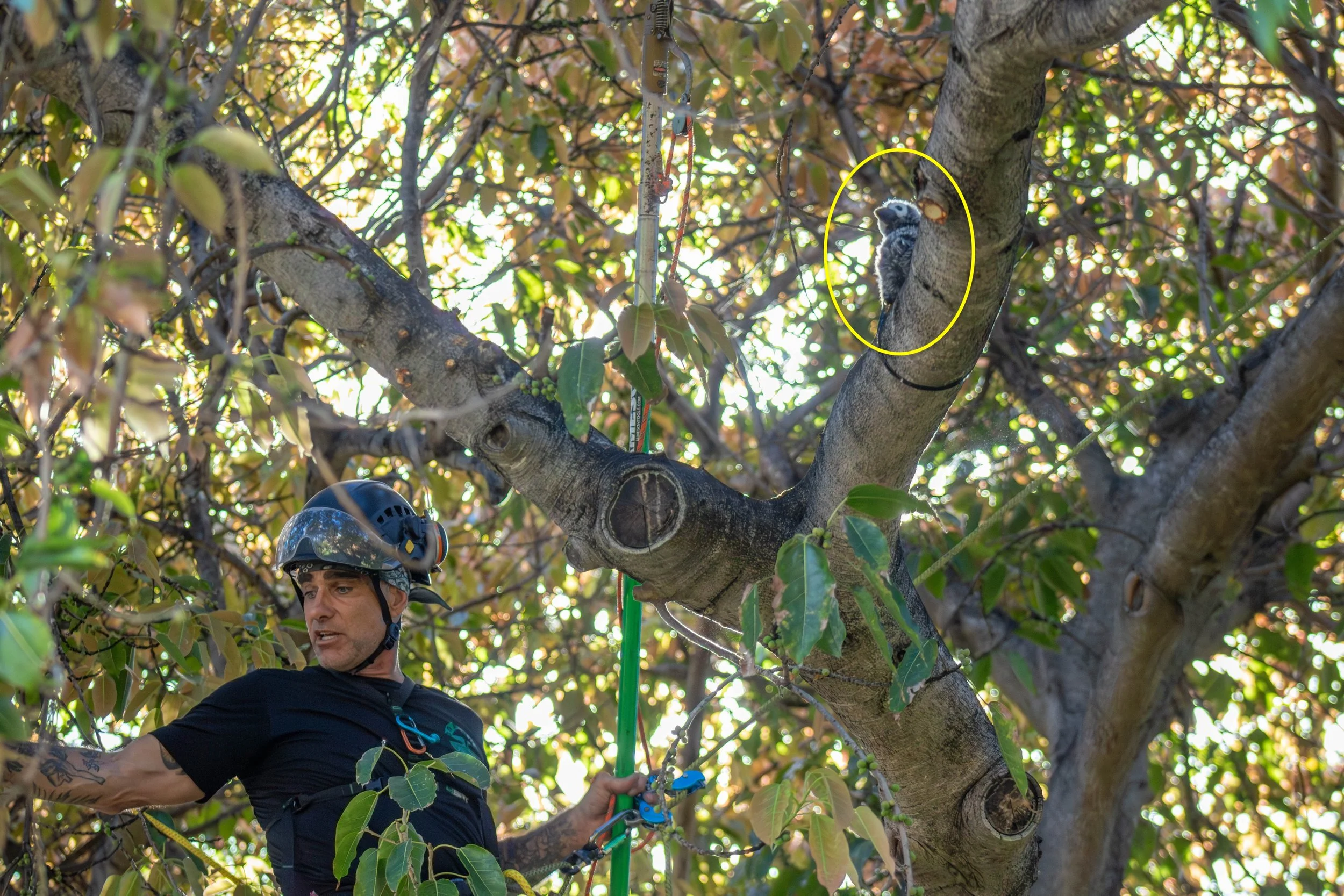 Certified arborist Justin Donahue climbs in a tree canopy during a live demonstration at Kapiʻolani Community College, using climbing aids and a pole saw near a stuffed manu o Kū decoy (circled) to model wildlife-aware movement and cutting techniques