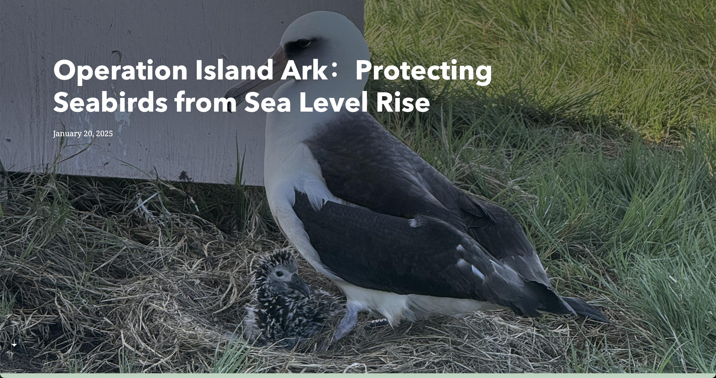 Screenshot of the ArcGIS StoryMap webpage titled "Operation Island Ark: Protecting Seabirds from Sea Level Rise," created by WPI students in collaboration with Pacific Rim Conservation.