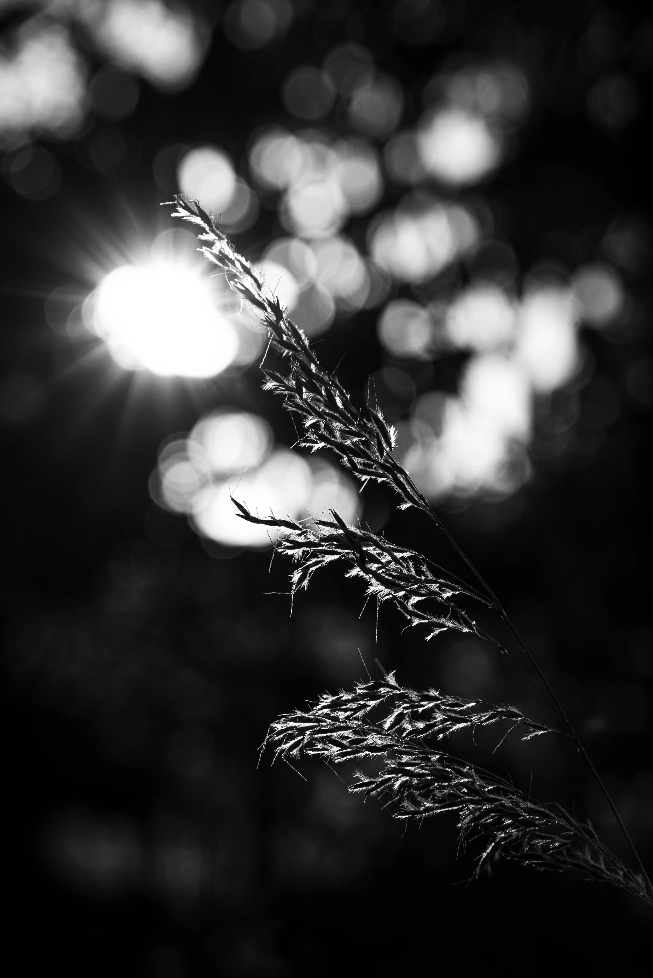 Backlit