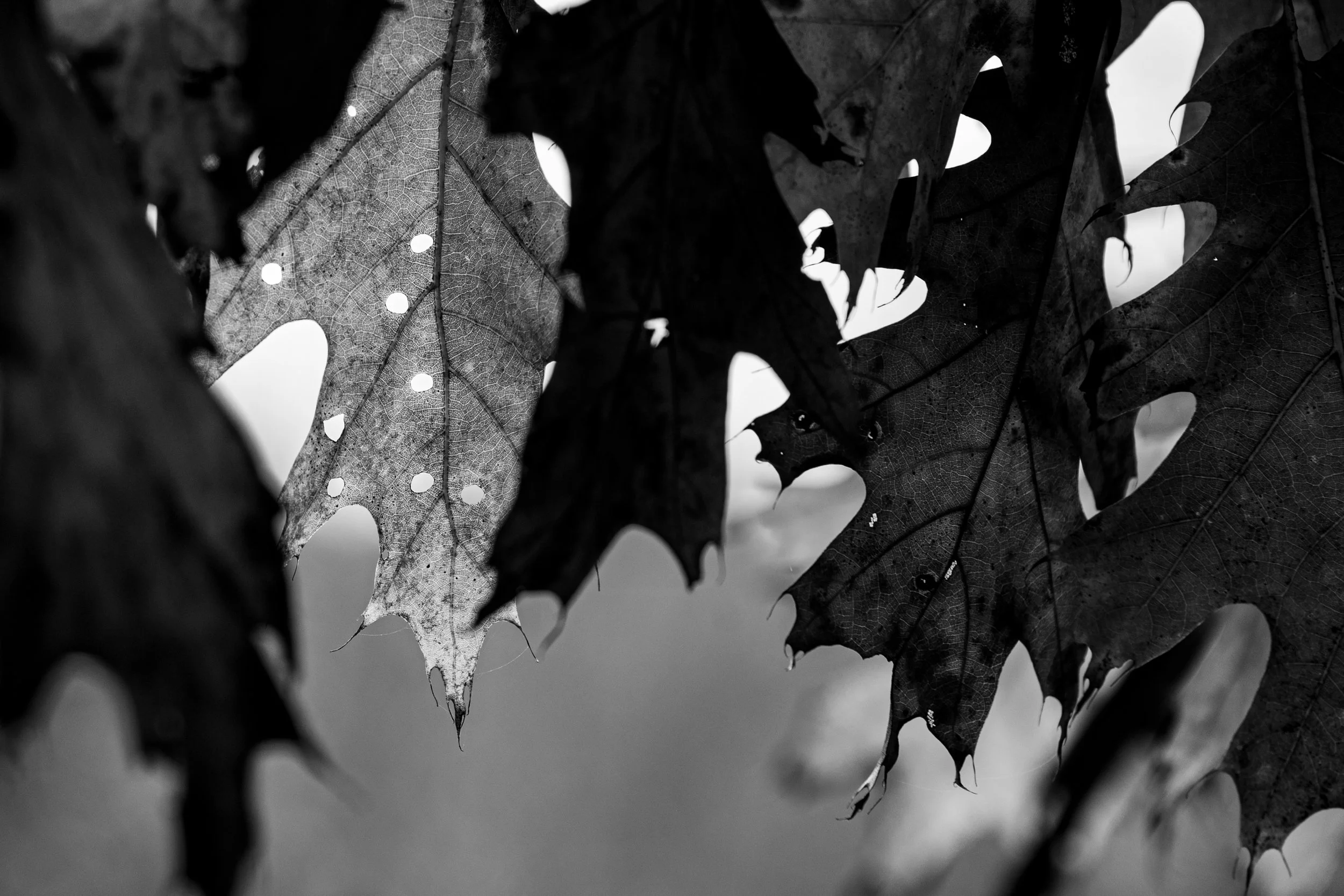 DSC_9180.jpg