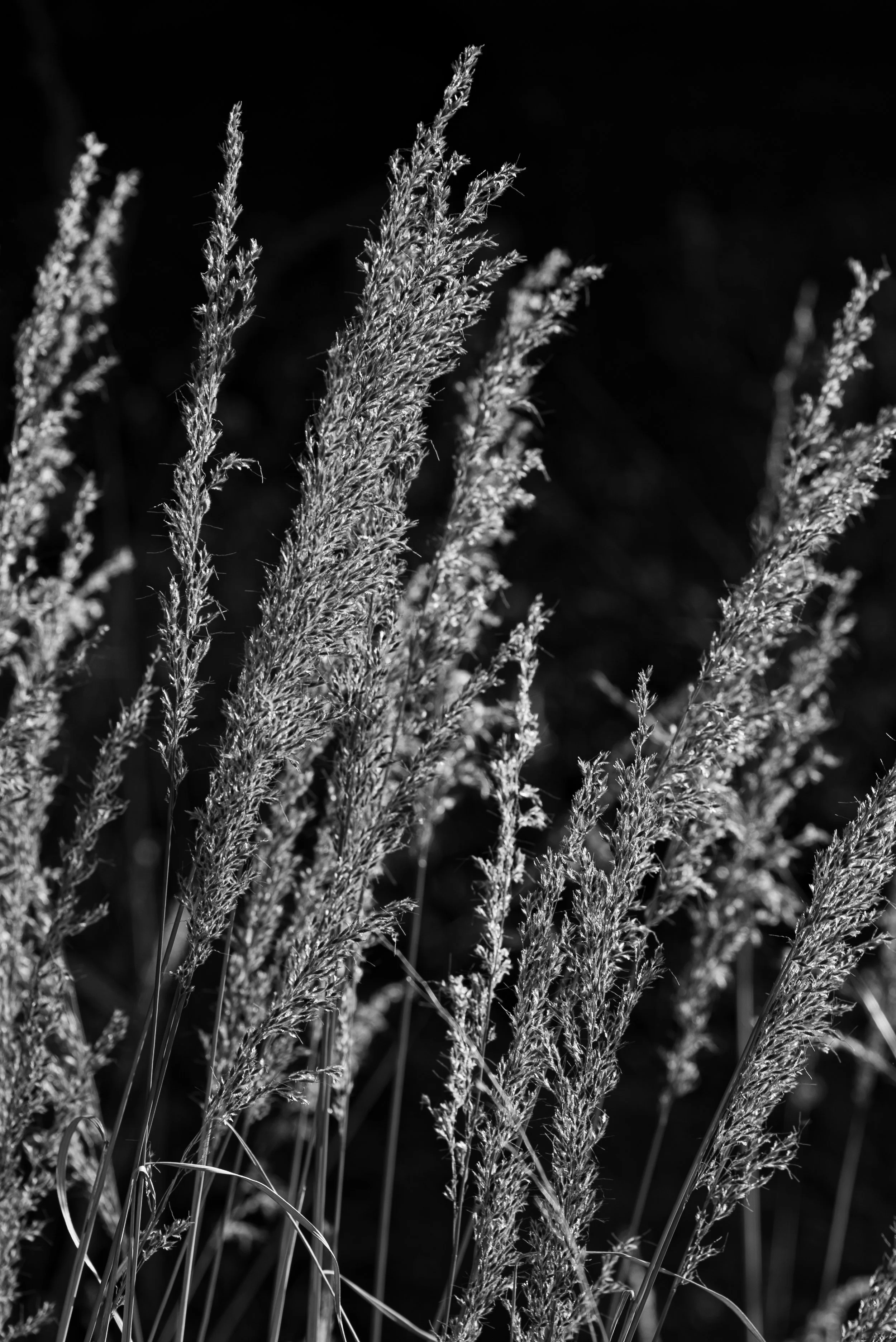 DSC_0354.jpg