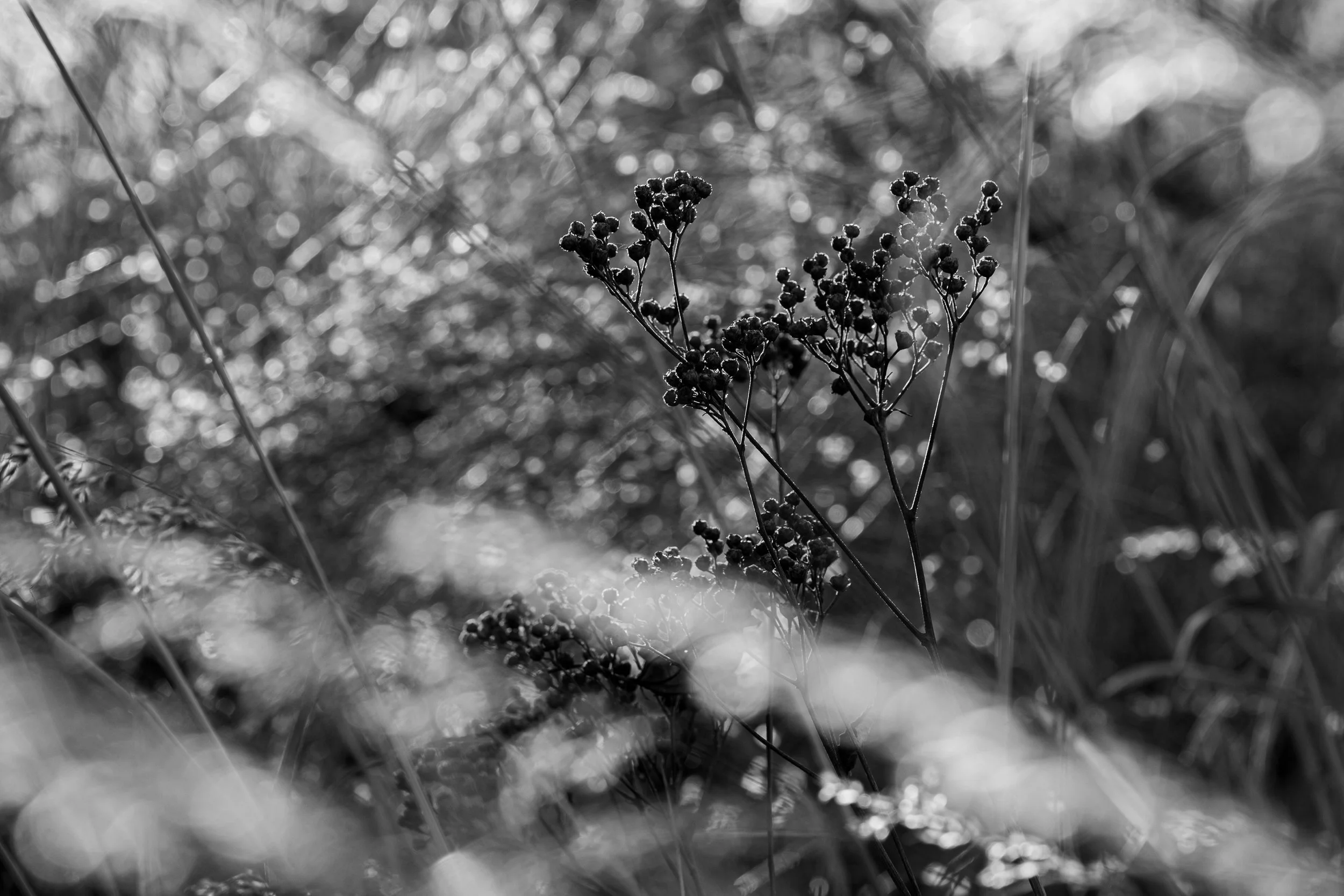 DSC_0409-2.jpg