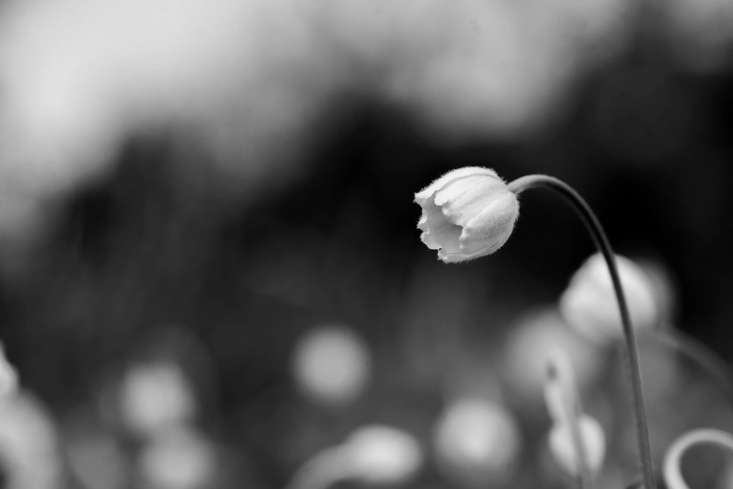 DSC_6677-2.jpg