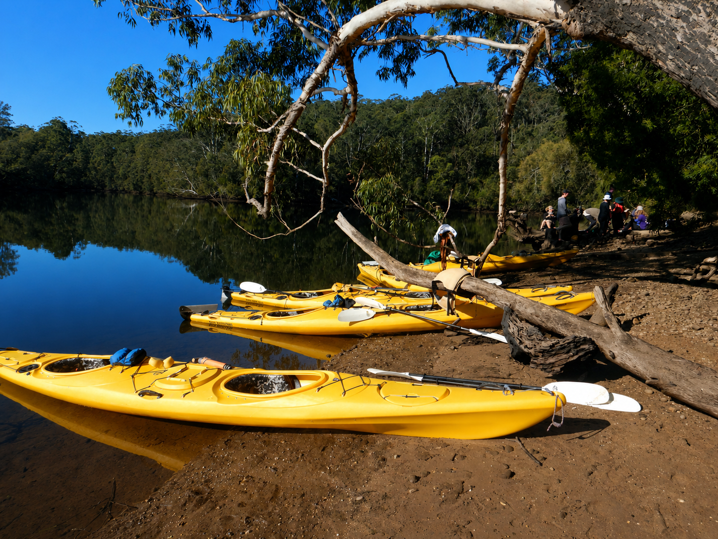 Several yellow kayaks are lined up on a muddy shoreline next to a calm river, with a group of people gathered under a tree in the background.