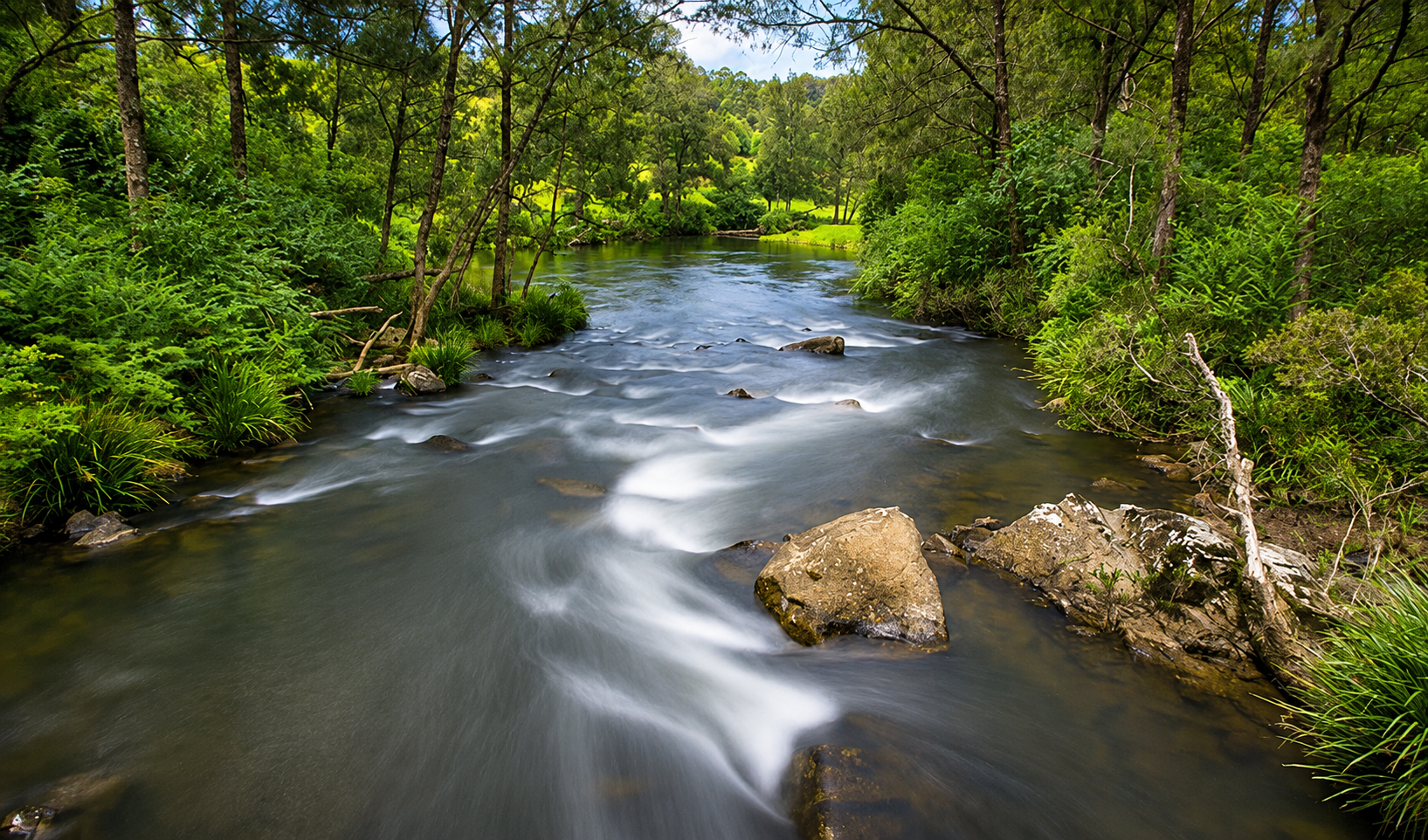 A flowing river surrounded by dense green trees and plants in a lush forest.