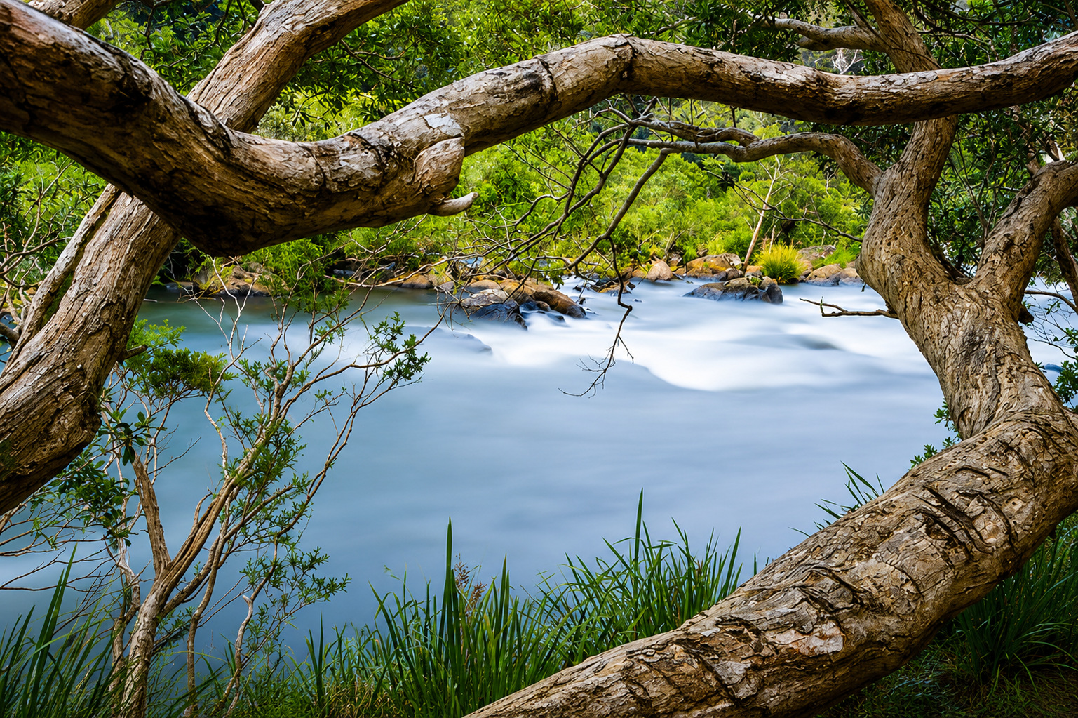 A flowing river surrounded by lush green trees and plants, with large rocks in the water and tree branches arching over the river.