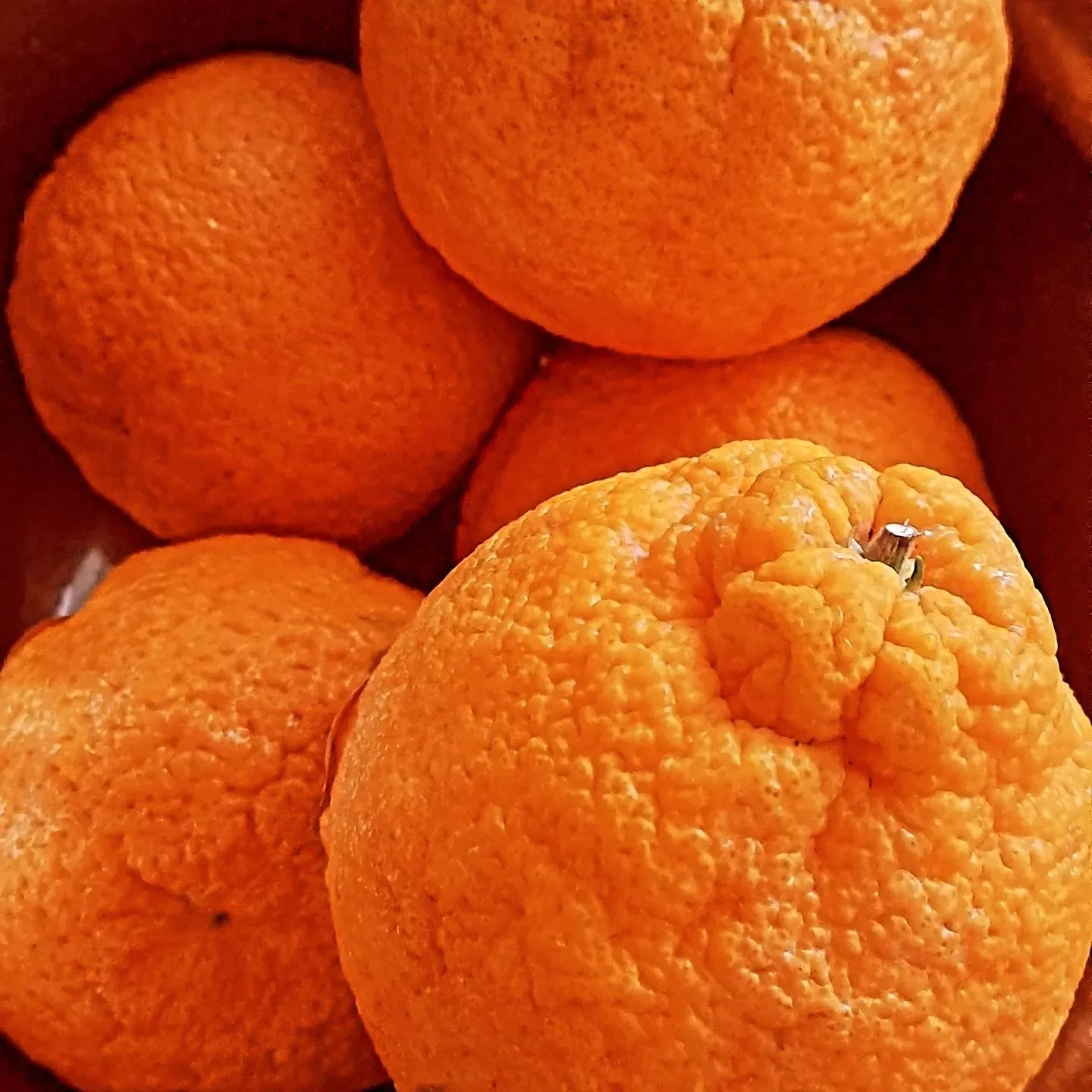 Bittersweet Orange Aperitif 500ml