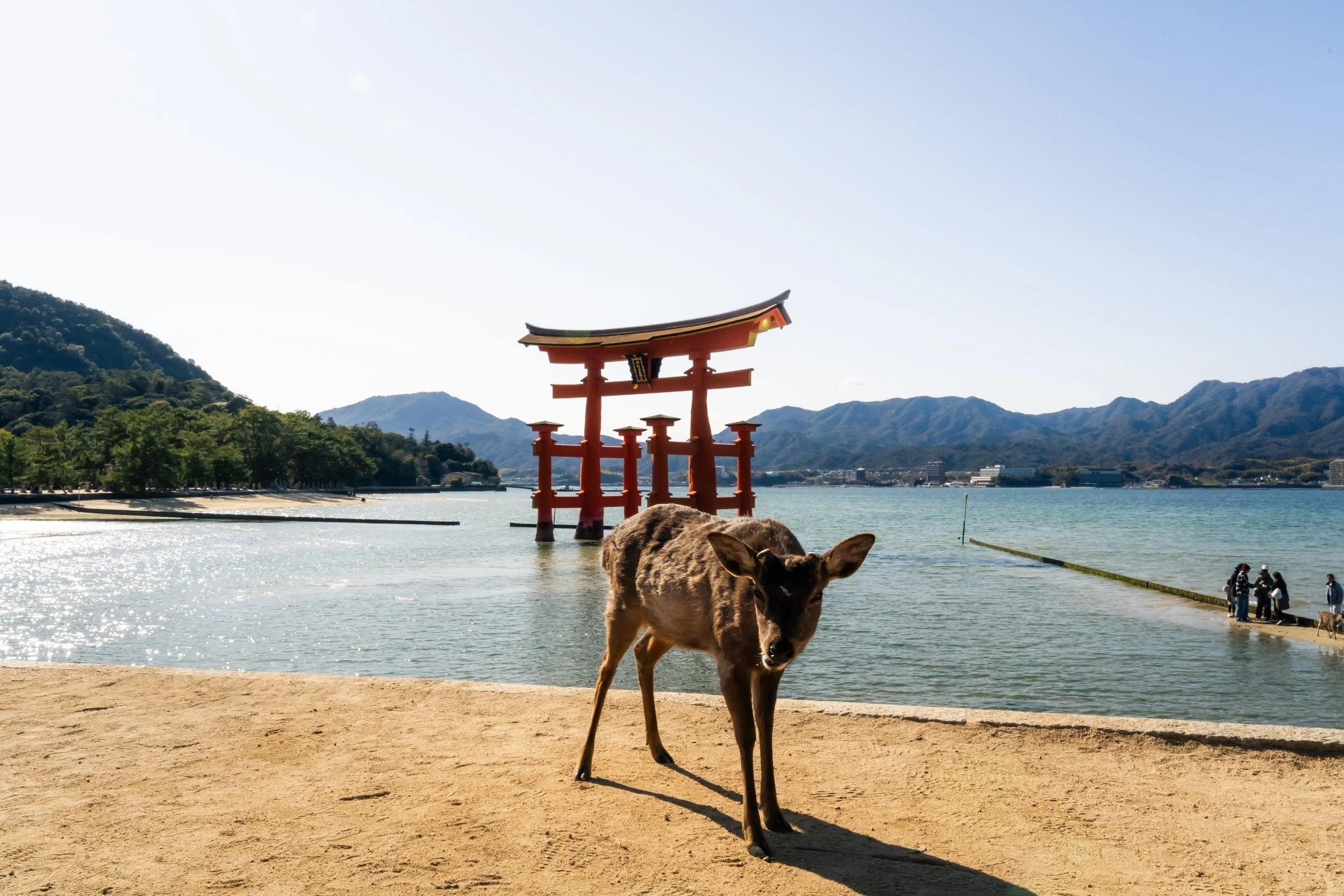 A deer standing on a sandy shore with water in the background, a large red Torii gate in the water, mountains in the distance, and a few people on the right side of the image.