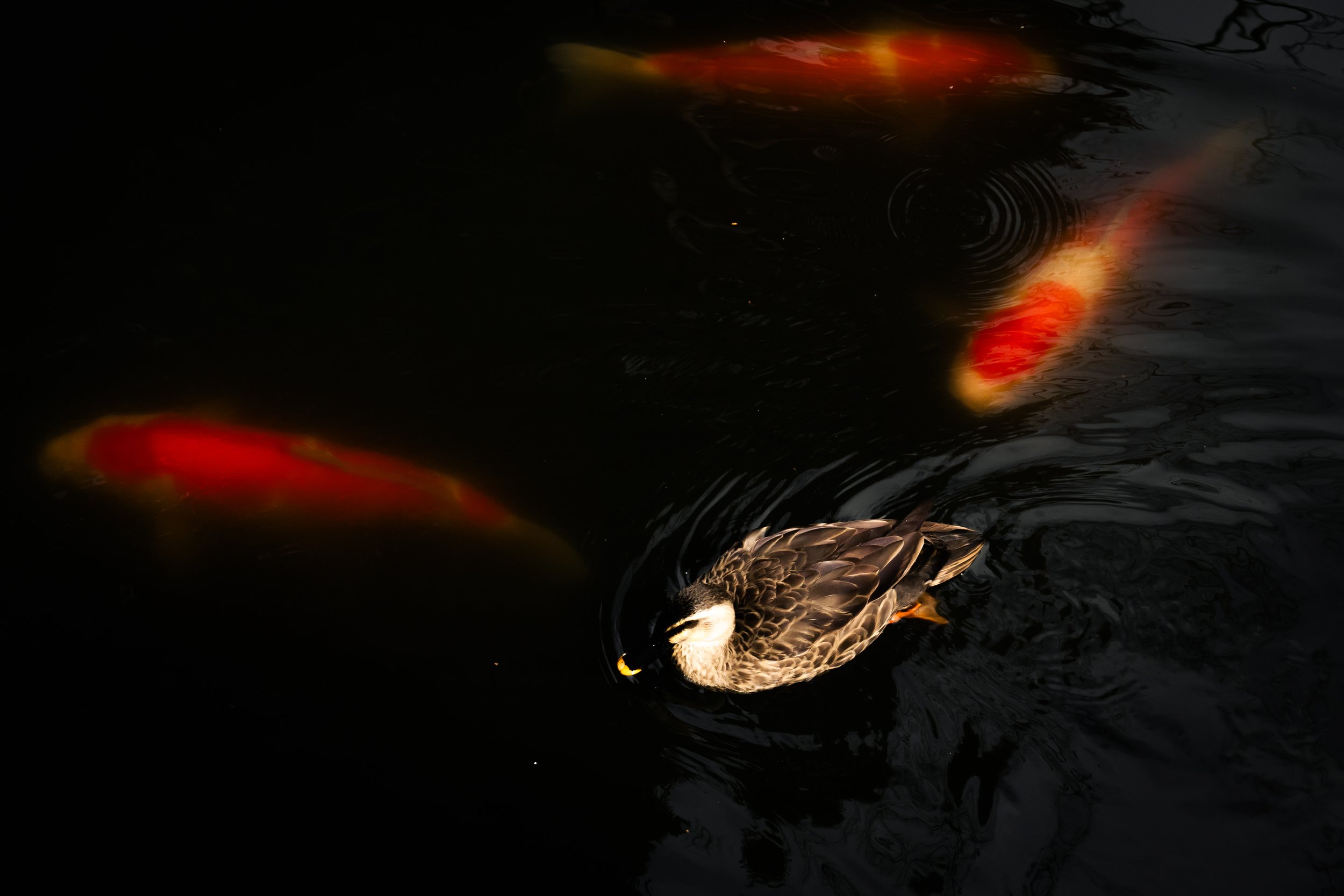 A duck swimming in dark water with colorful reflections from the sky or surroundings.