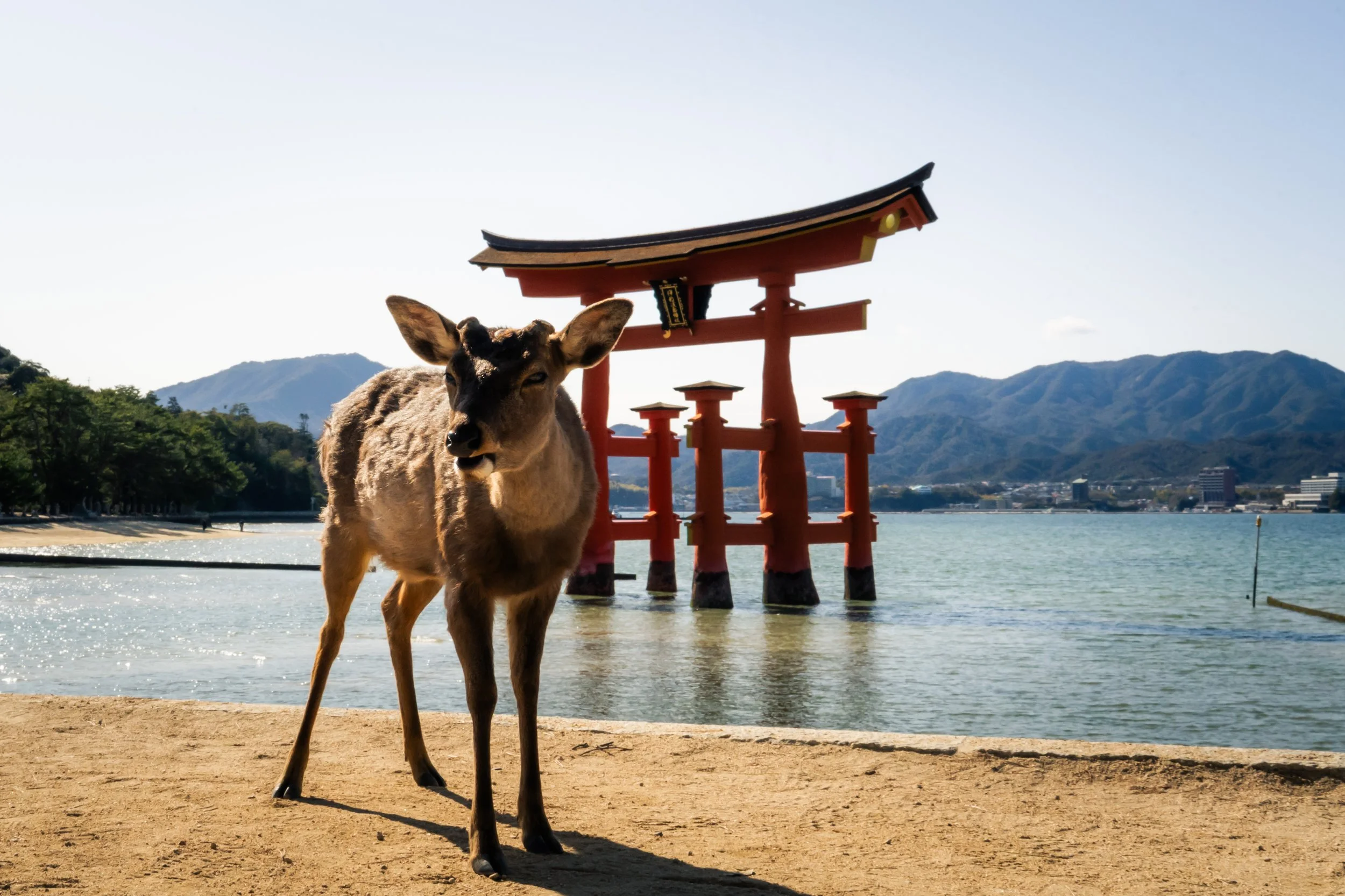 A deer standing on a sandy beach near water, with a traditional red torii gate and mountain range in the background.