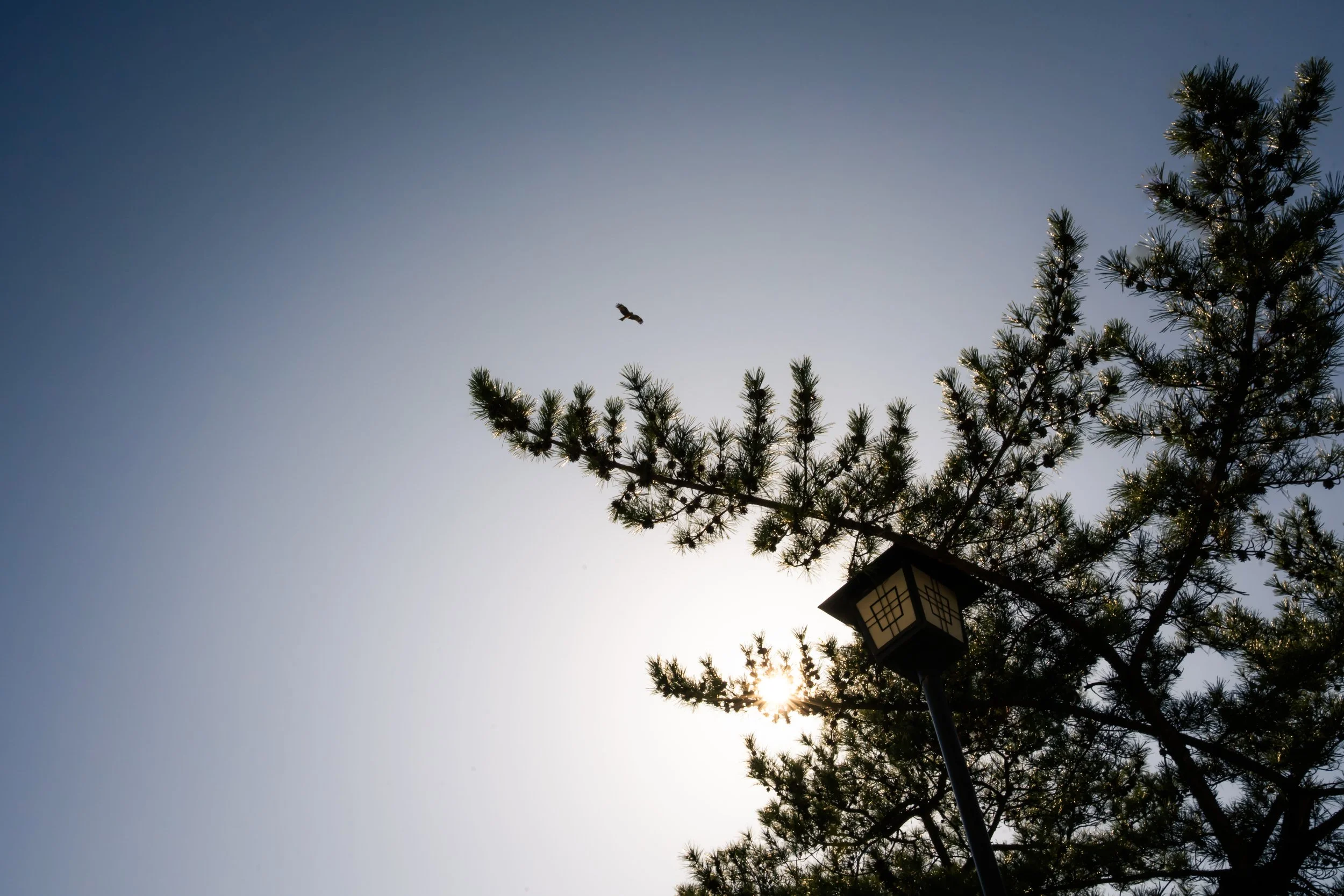 Sunset or sunrise sky with a bird flying and pine tree branches with a lantern attached.