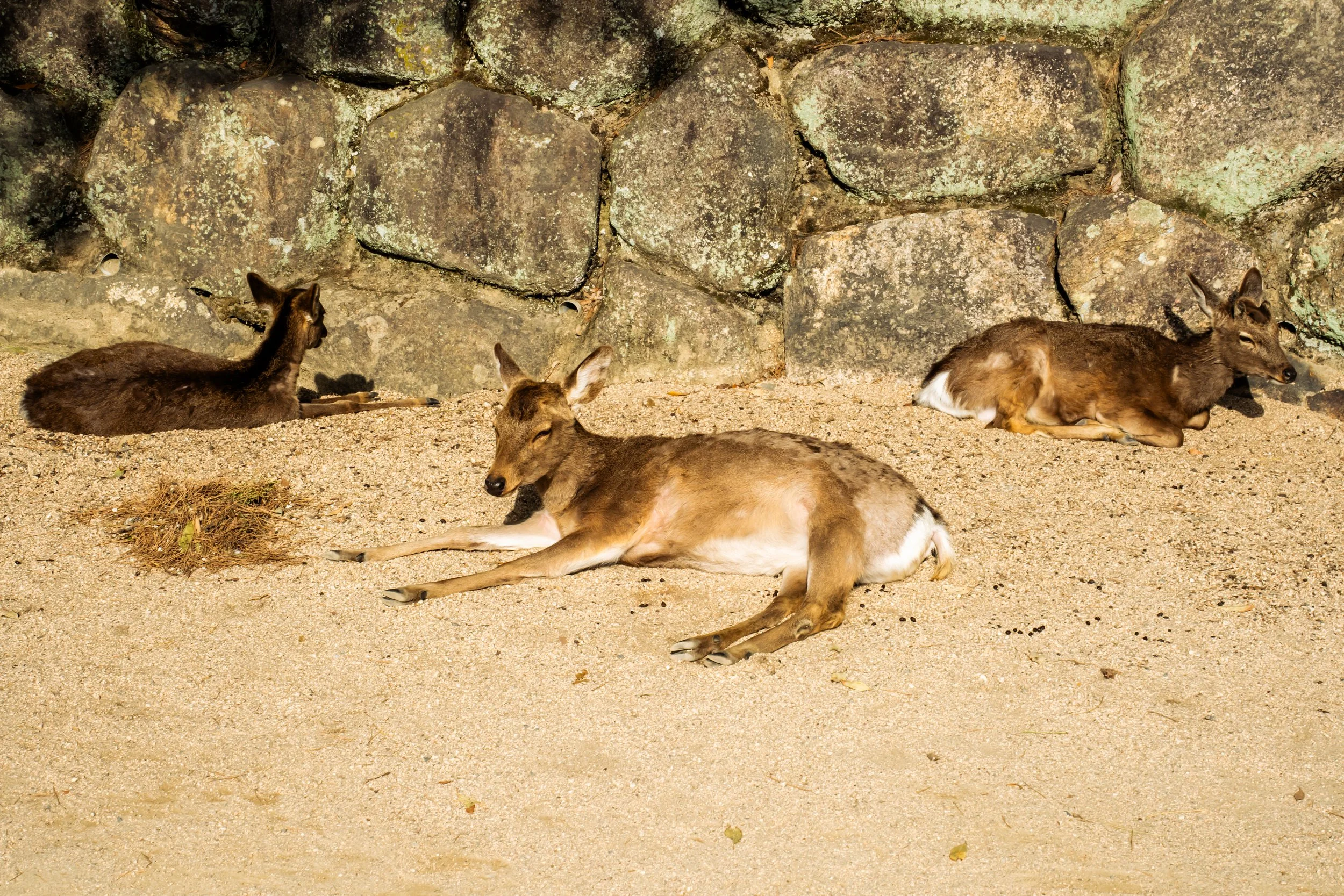 Three deer resting on sandy ground in front of a stone wall.
