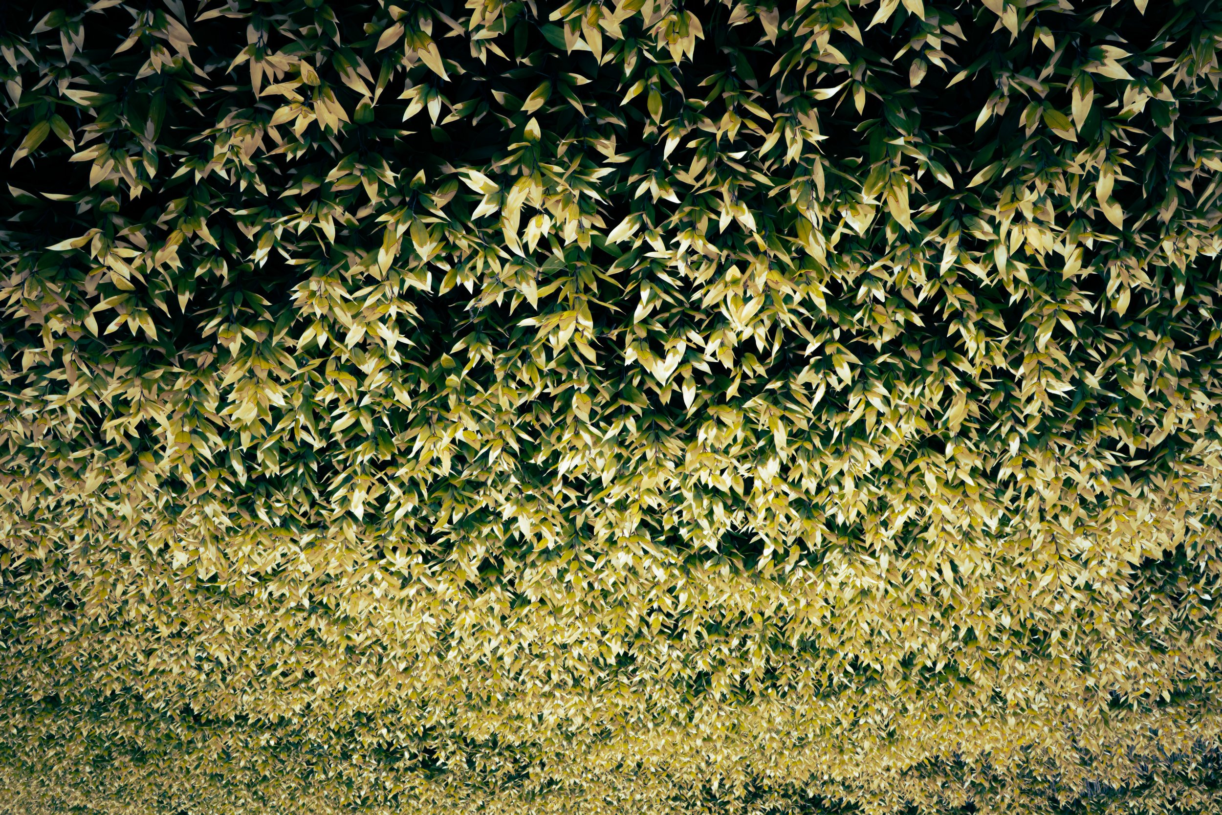 A dense wall of green and yellow variegated leaves, possibly from a hedge or vine, covering the entire frame.