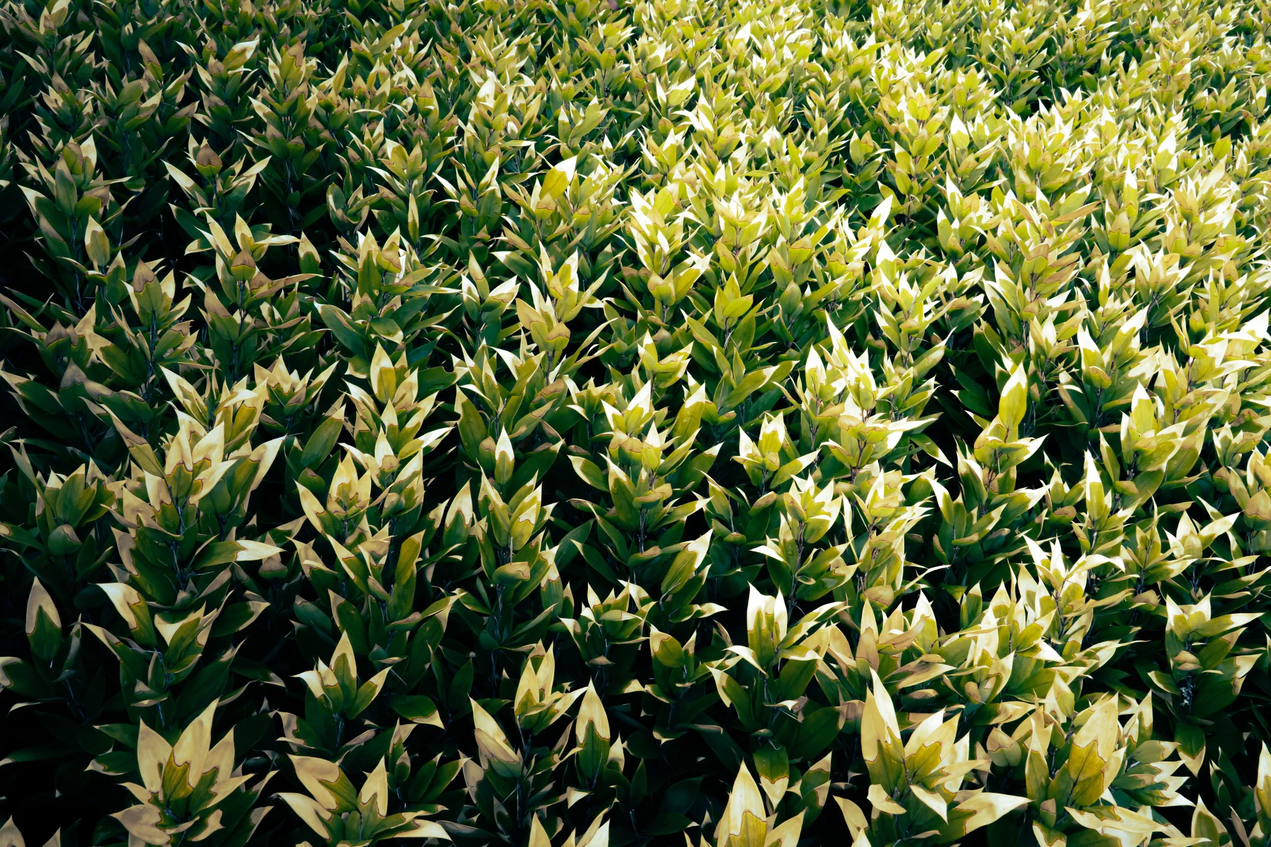Close-up view of a dense patch of variegated foliage with yellow, green, and white leaves.