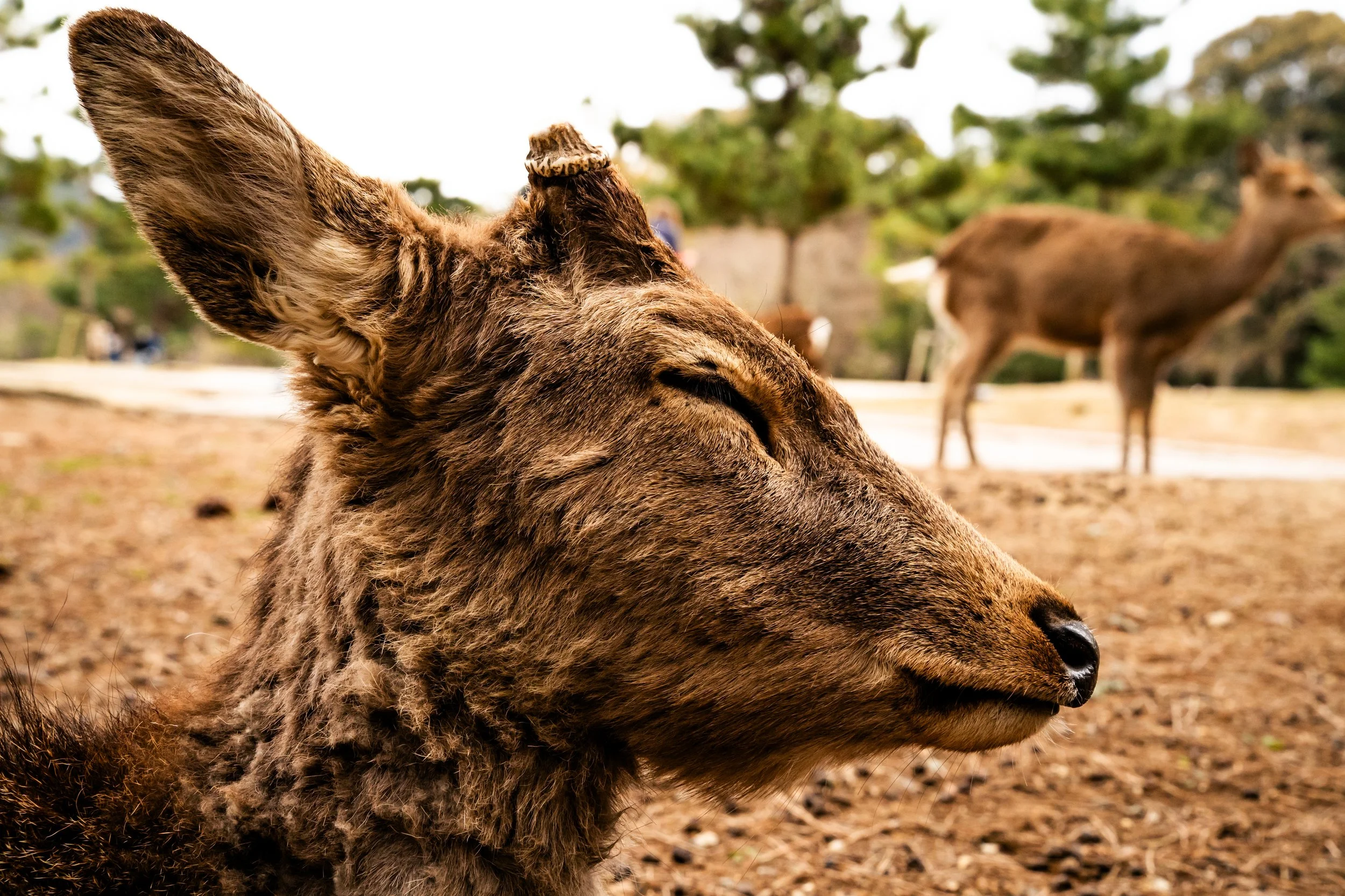 Close-up of a giraffe's head with eyes closed, showing textured fur and ossicone, in a natural habitat with blurred background of trees and another giraffe.