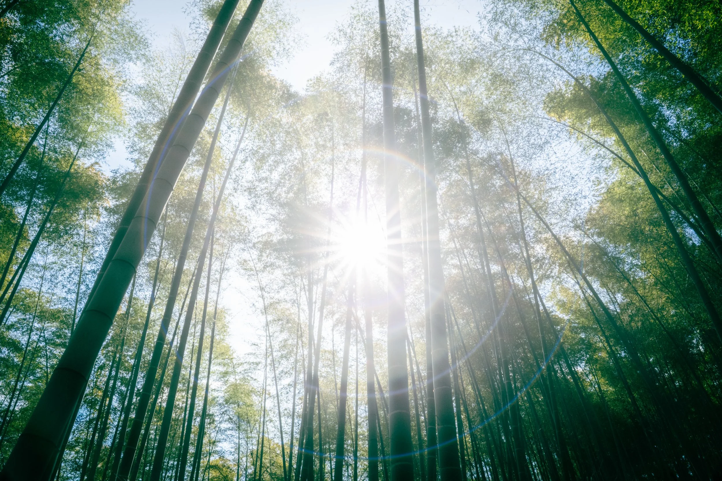 Sunlight shining through a tall bamboo grove with green leaves, creating a lens flare effect.