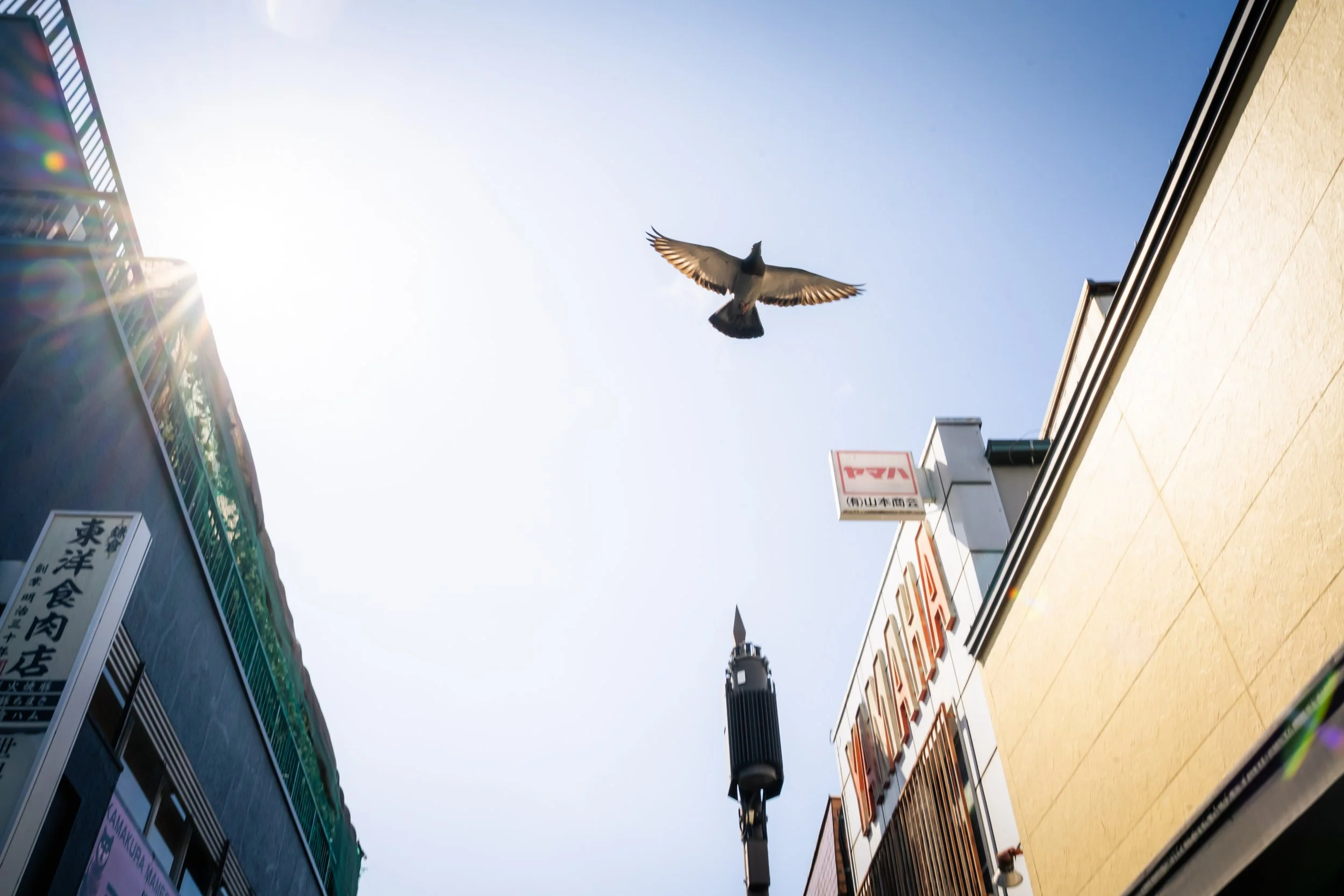 A pigeon flying in the sky between buildings with signs, lampposts, and a clear blue sky in an urban setting.