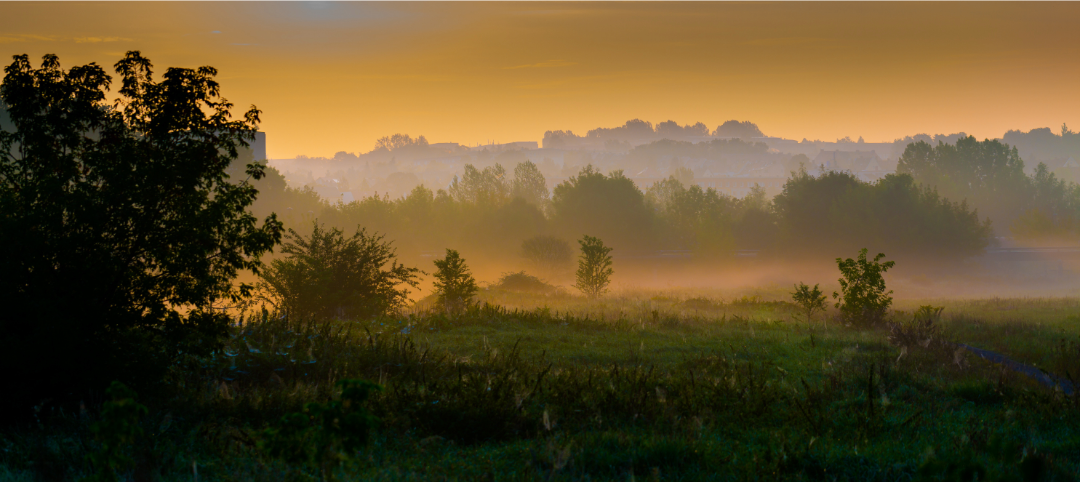 A serene morning path lined with green trees and soft sunlight breaking through the dawn light.