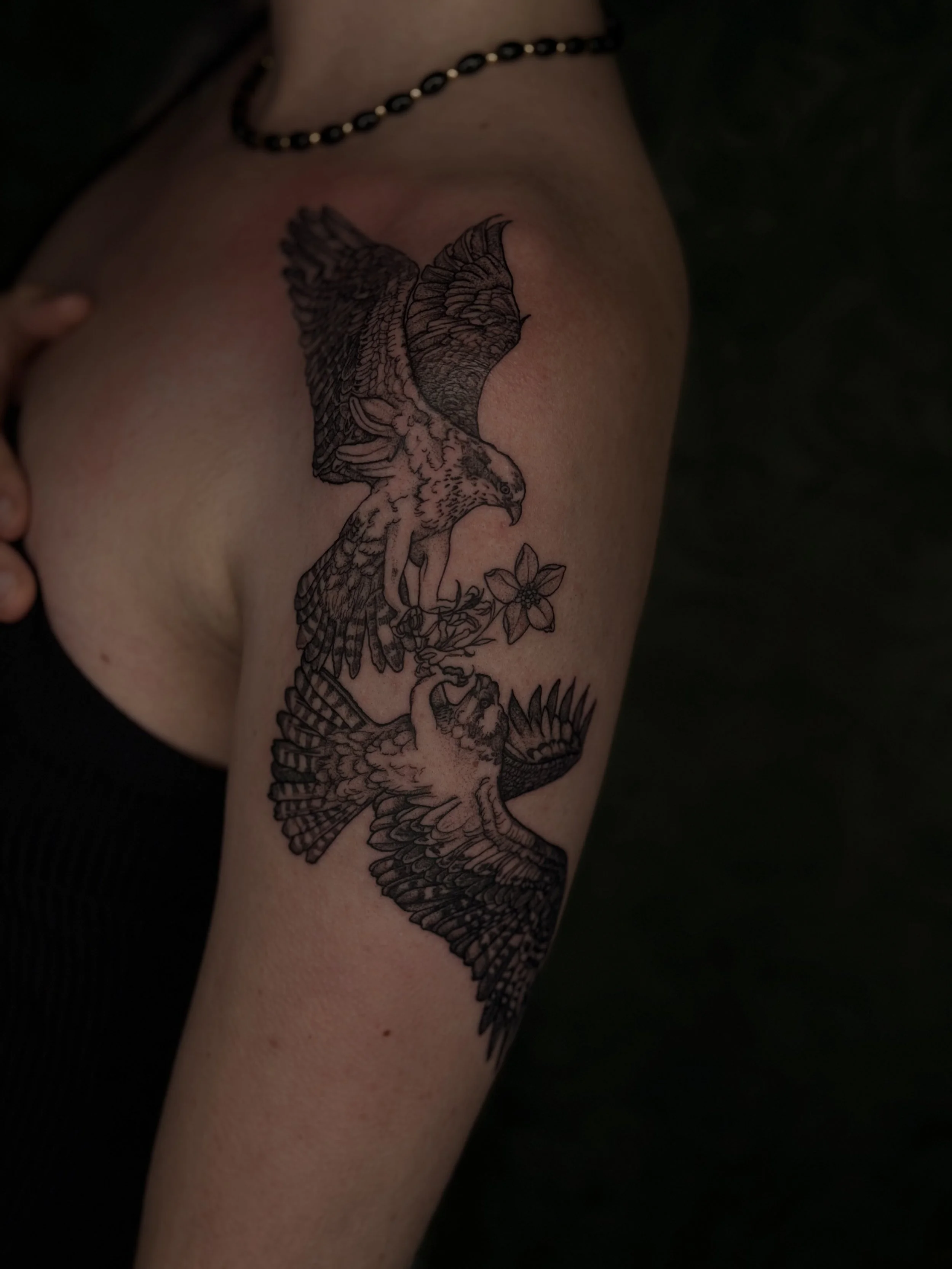 Two female Osprey birds in deathdrop on a woman's upper arm