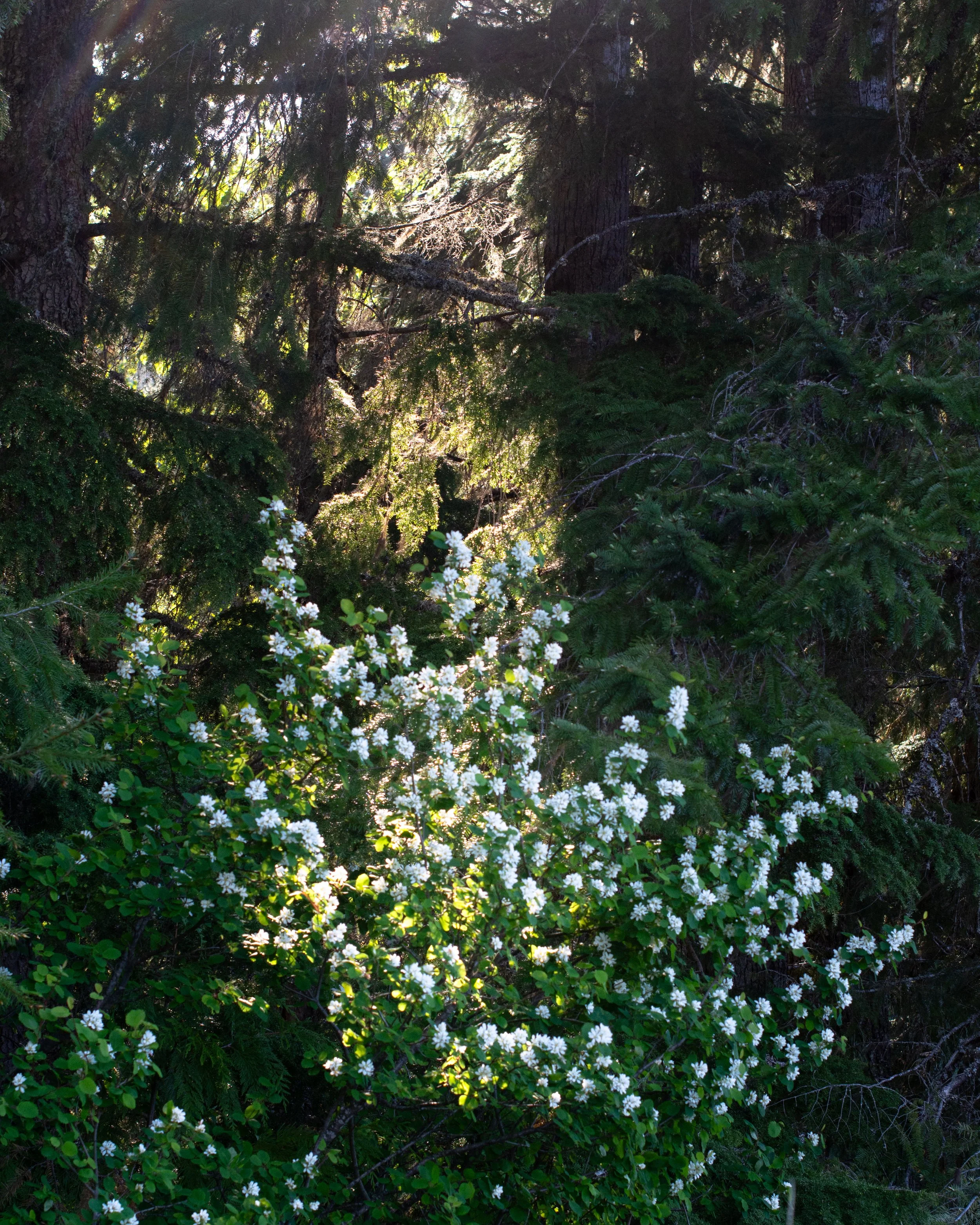 snoqualmie road walk 2.5.jpg