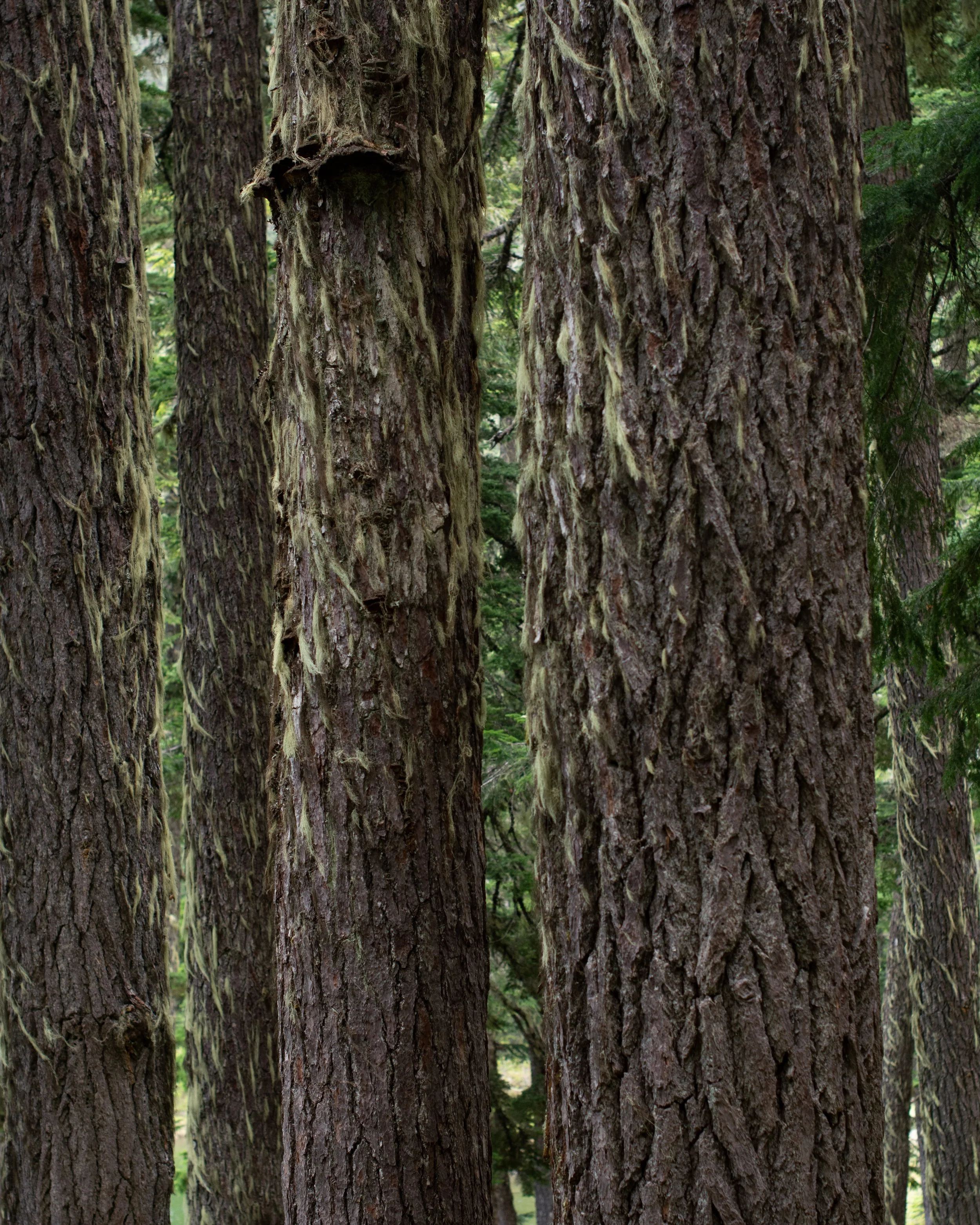 snoqualmie road walk 4.jpg