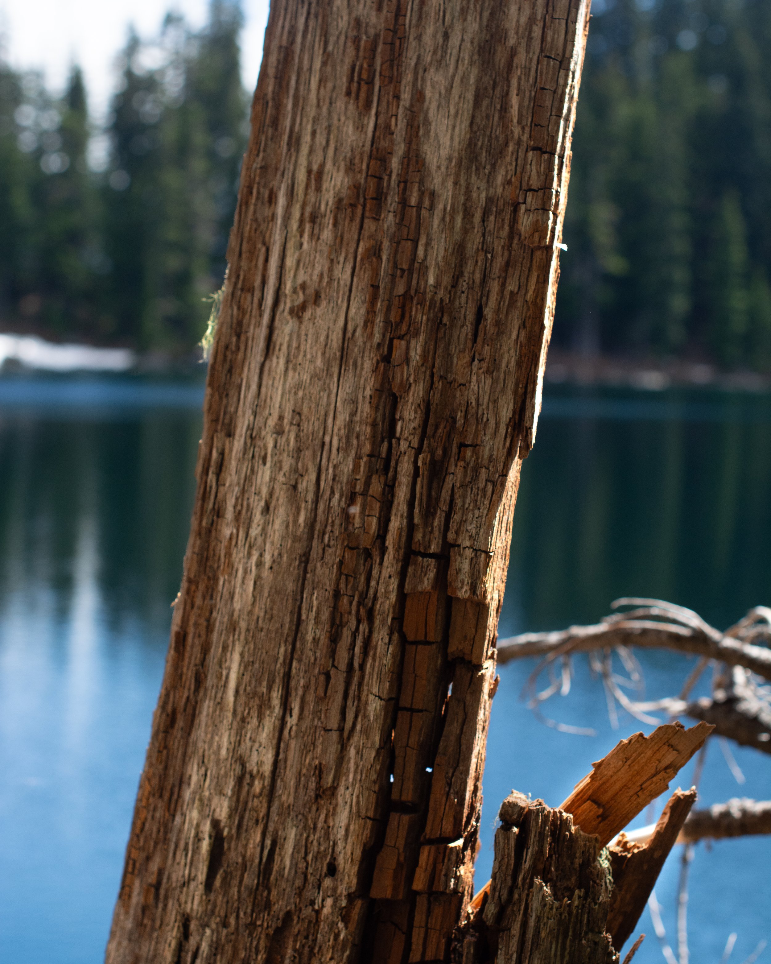 snoqualmie road walk 6.jpg