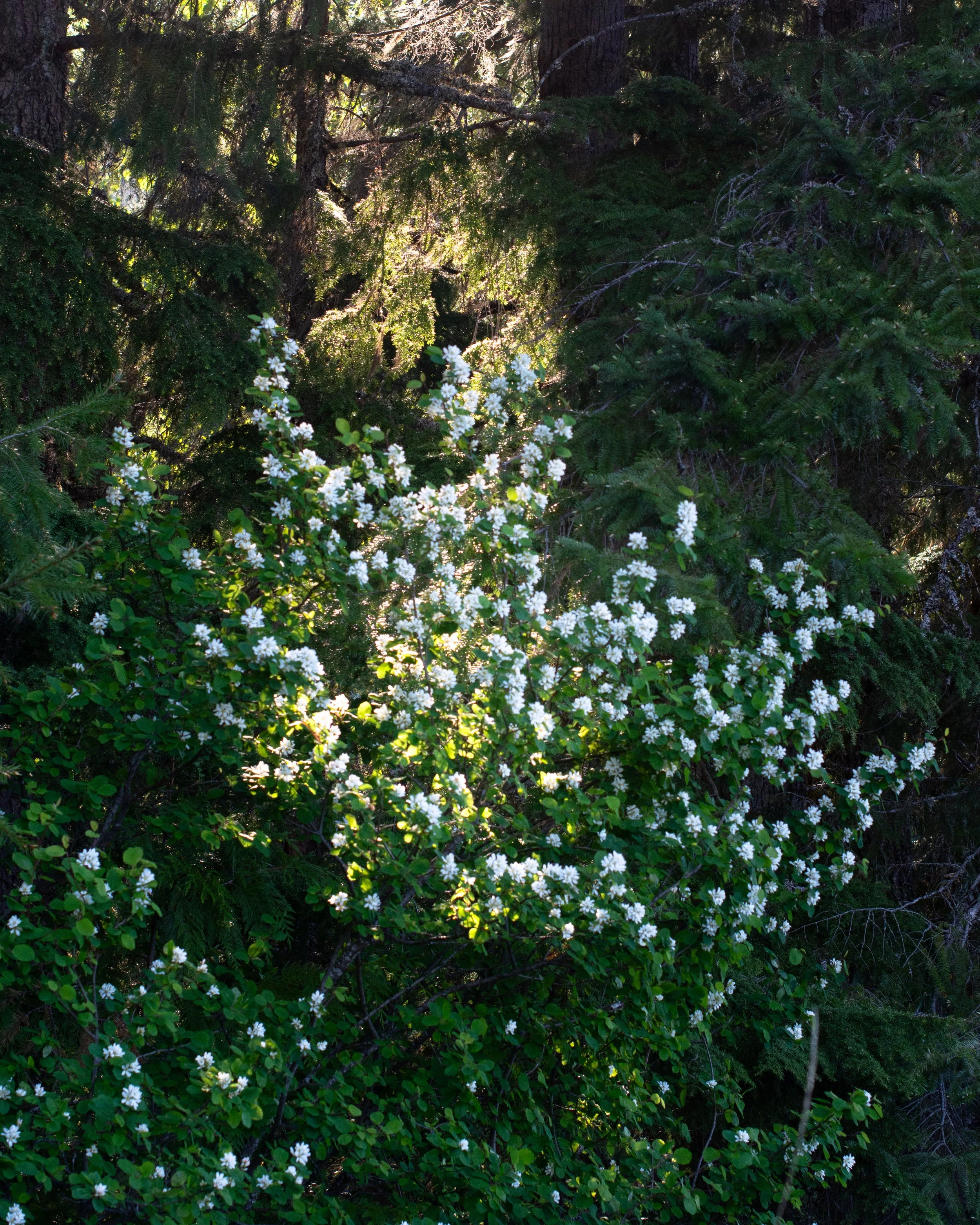 snoqualmie road walk 2.6.jpg