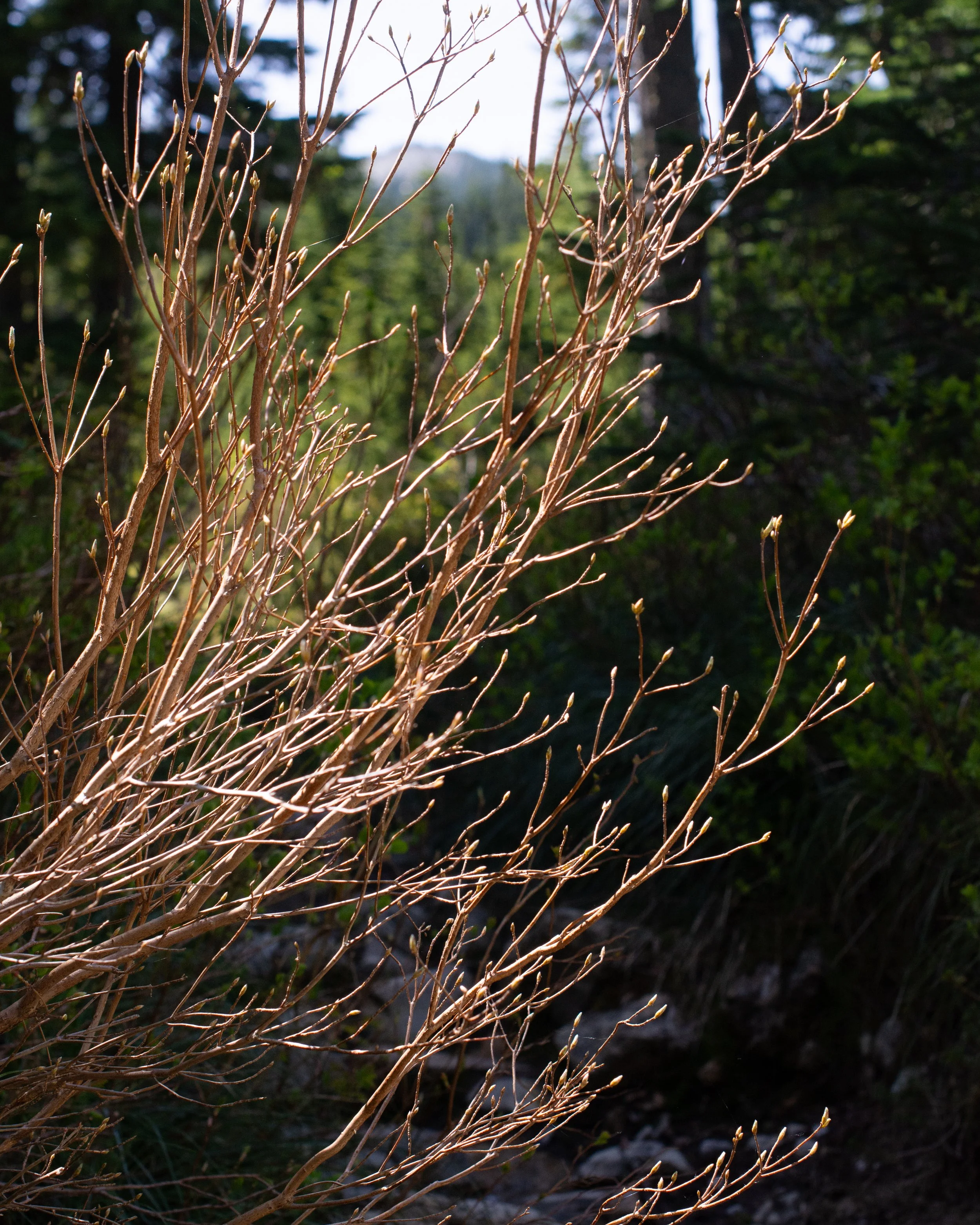 snoqualmie road walk 7.jpg