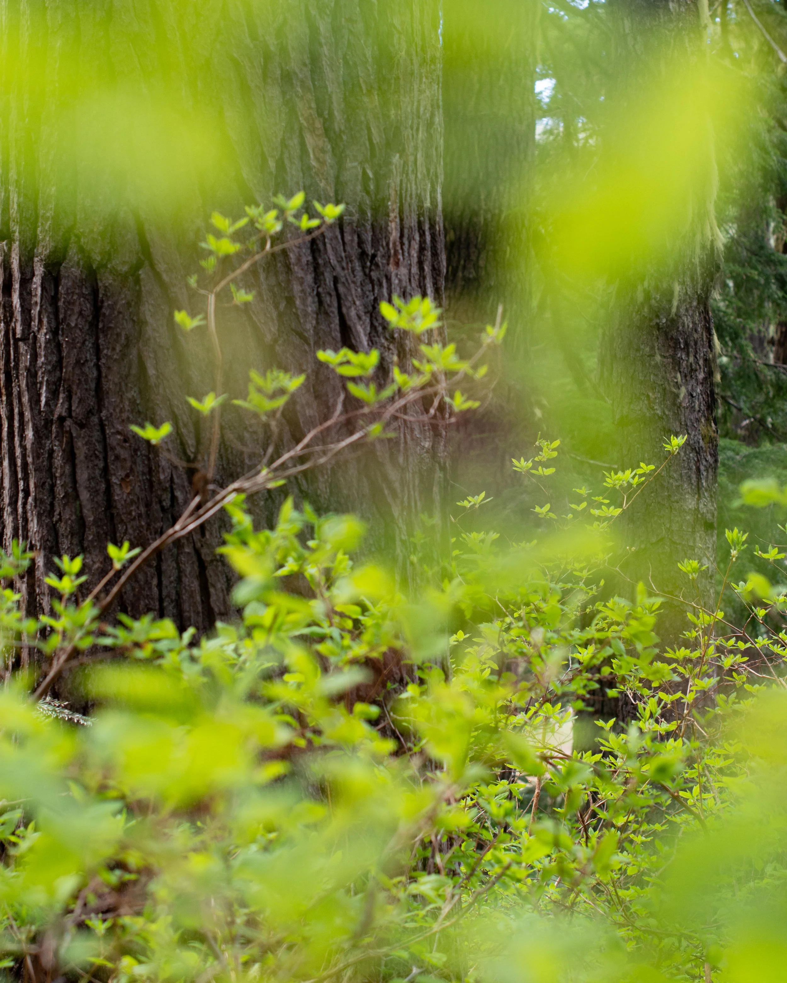 snoqualmie road walk 5.jpg