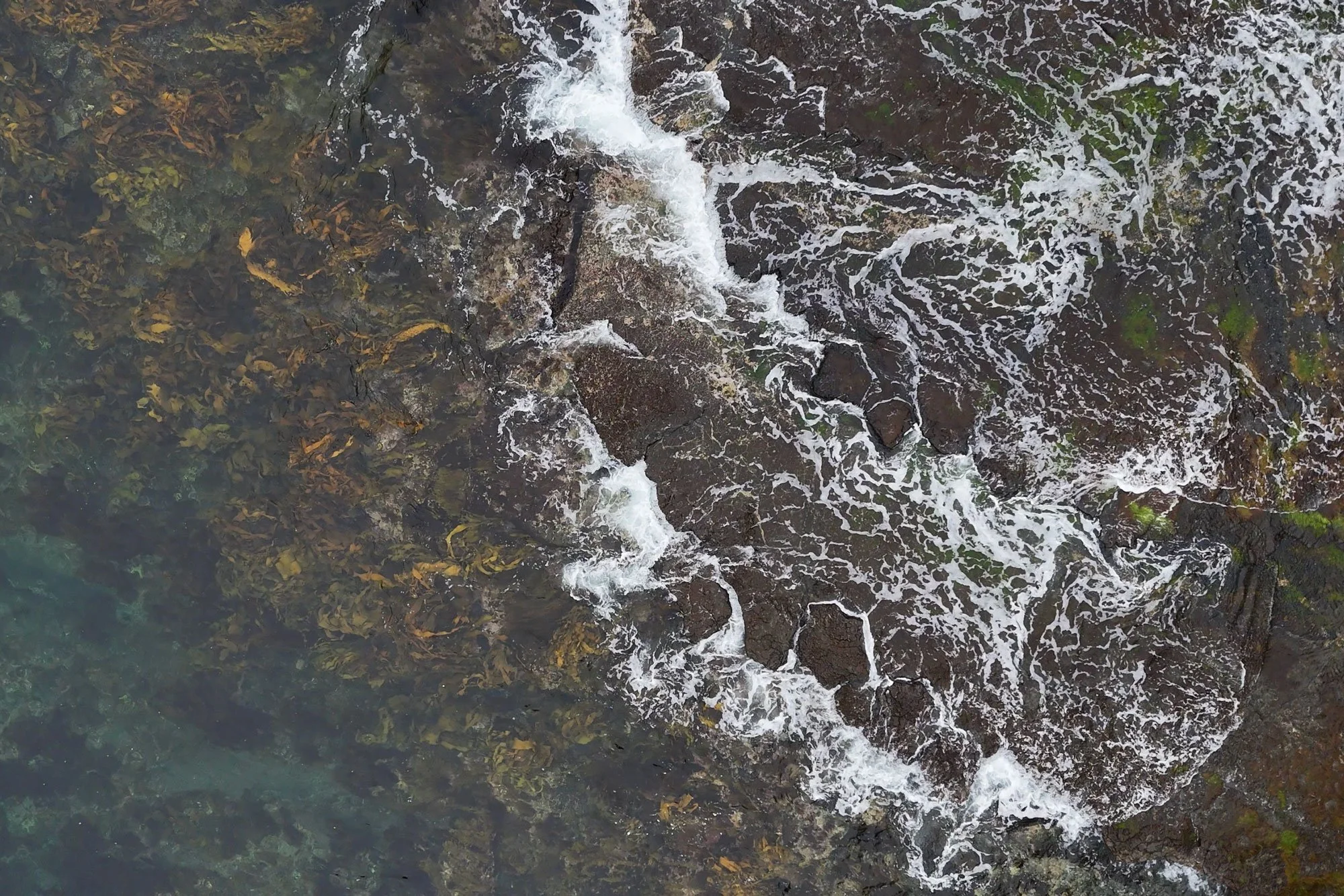South Australia’s Harmful Algal Bloom