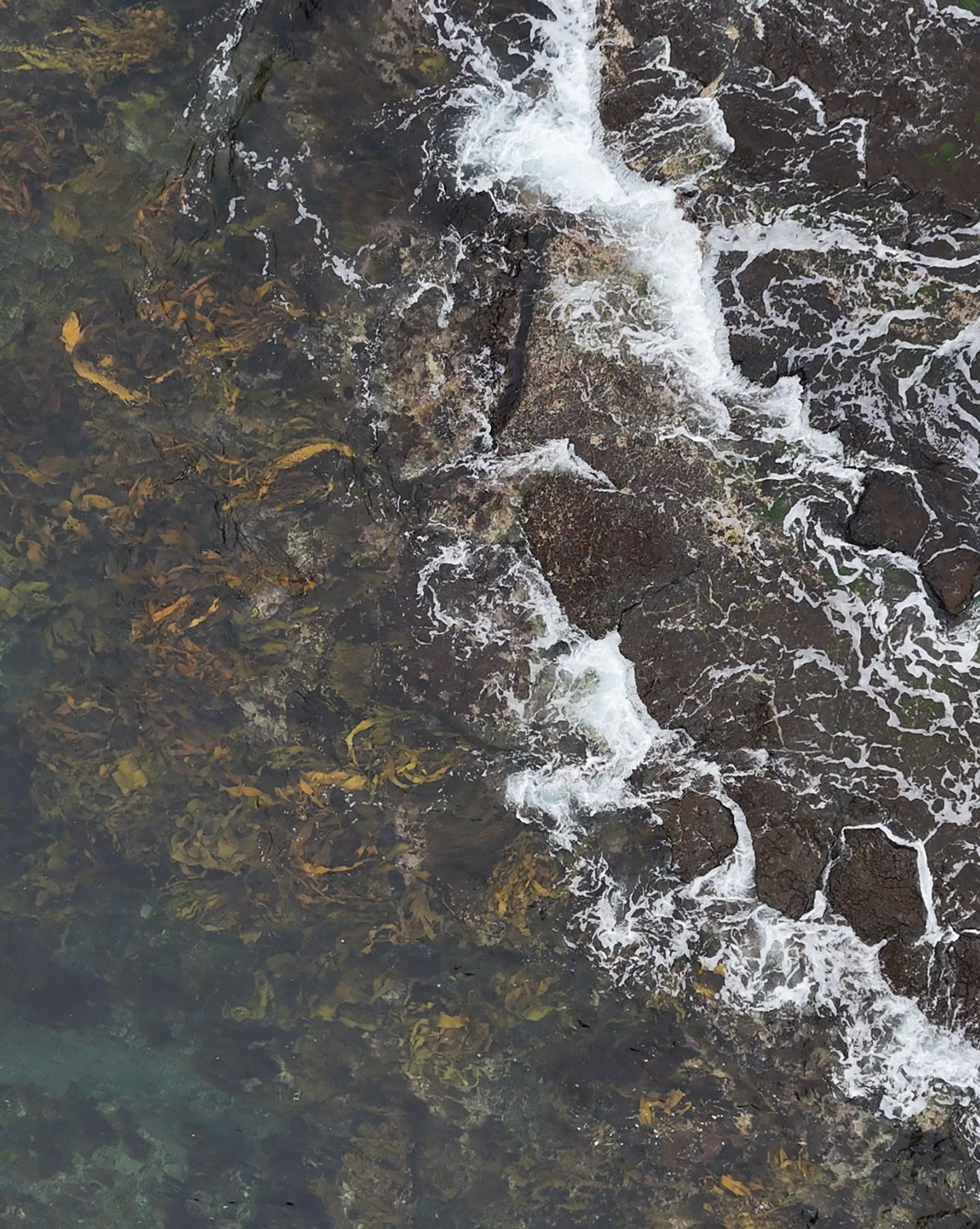 South Australia’s Harmful Algal Bloom