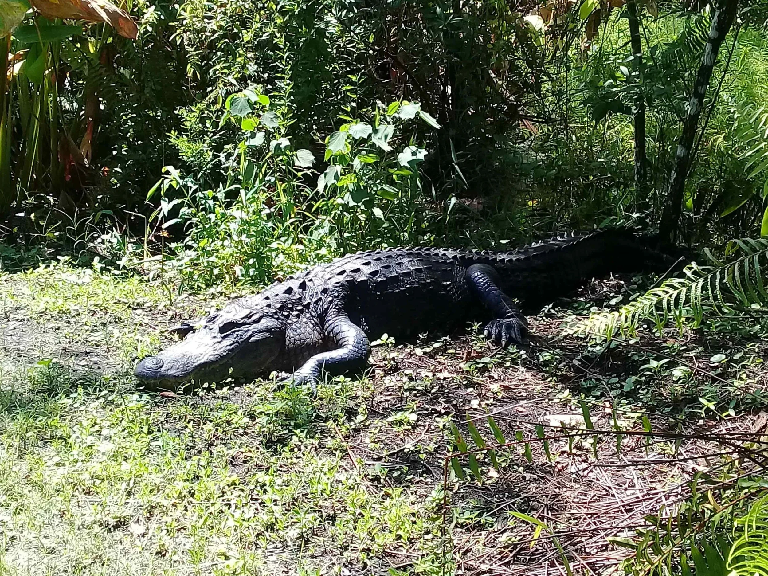 American alligator in Immokalee, Florida, near Glades County Detention Center.